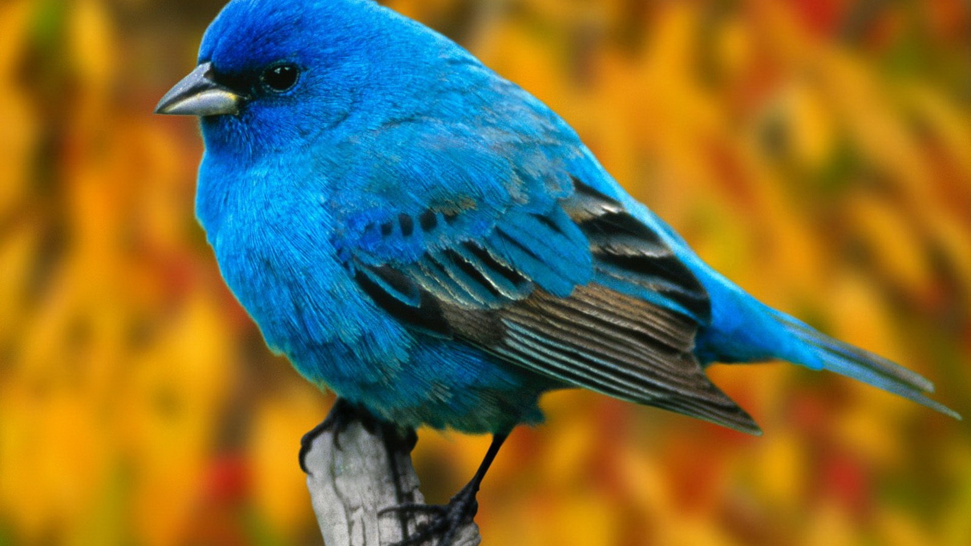 Uccellino blu su ramo, 1920x1080 1080p, Desktop