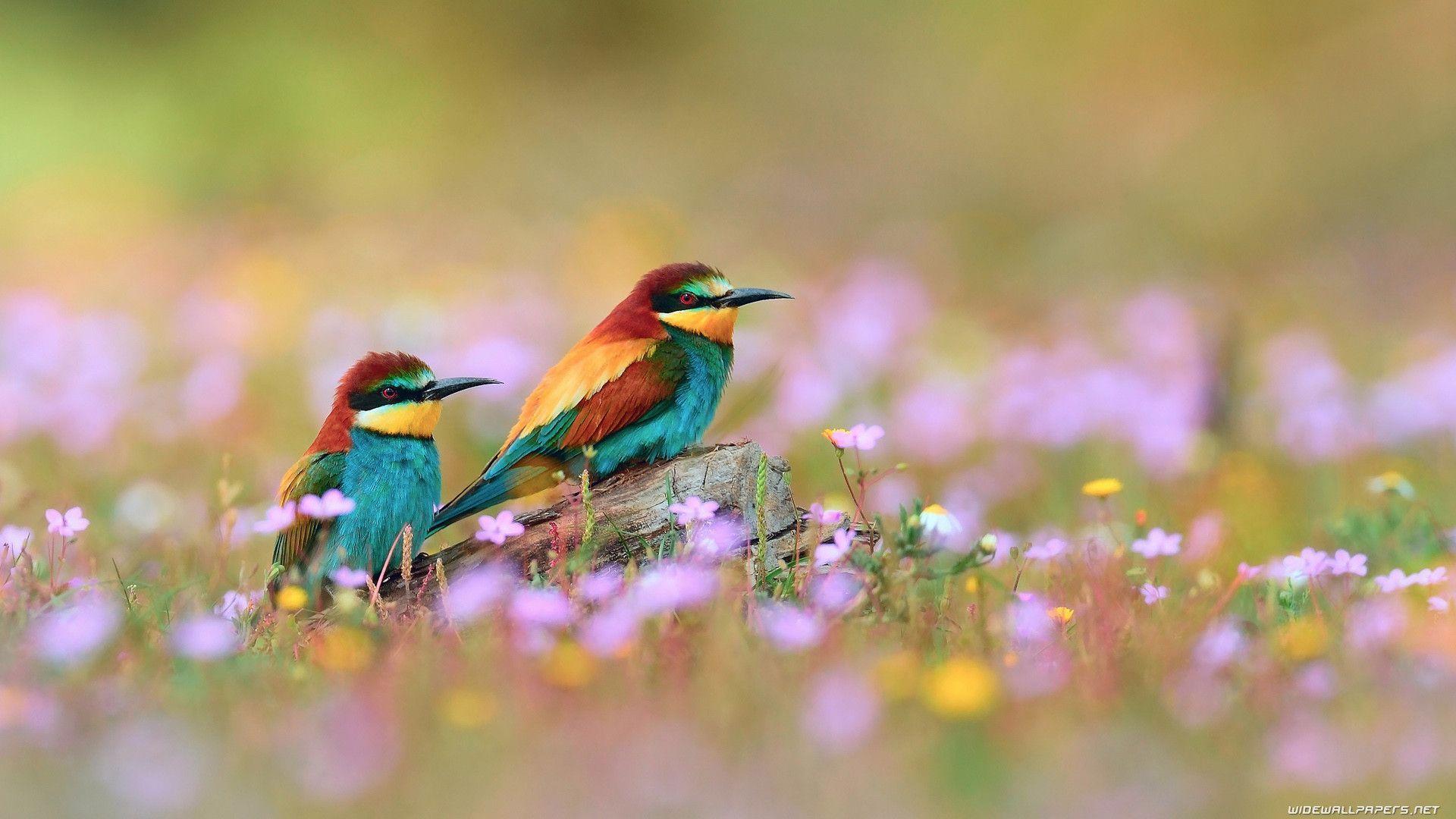 Gruccioni colorati tra fiori, 1920x1080 Full HD 1080p, Desktop