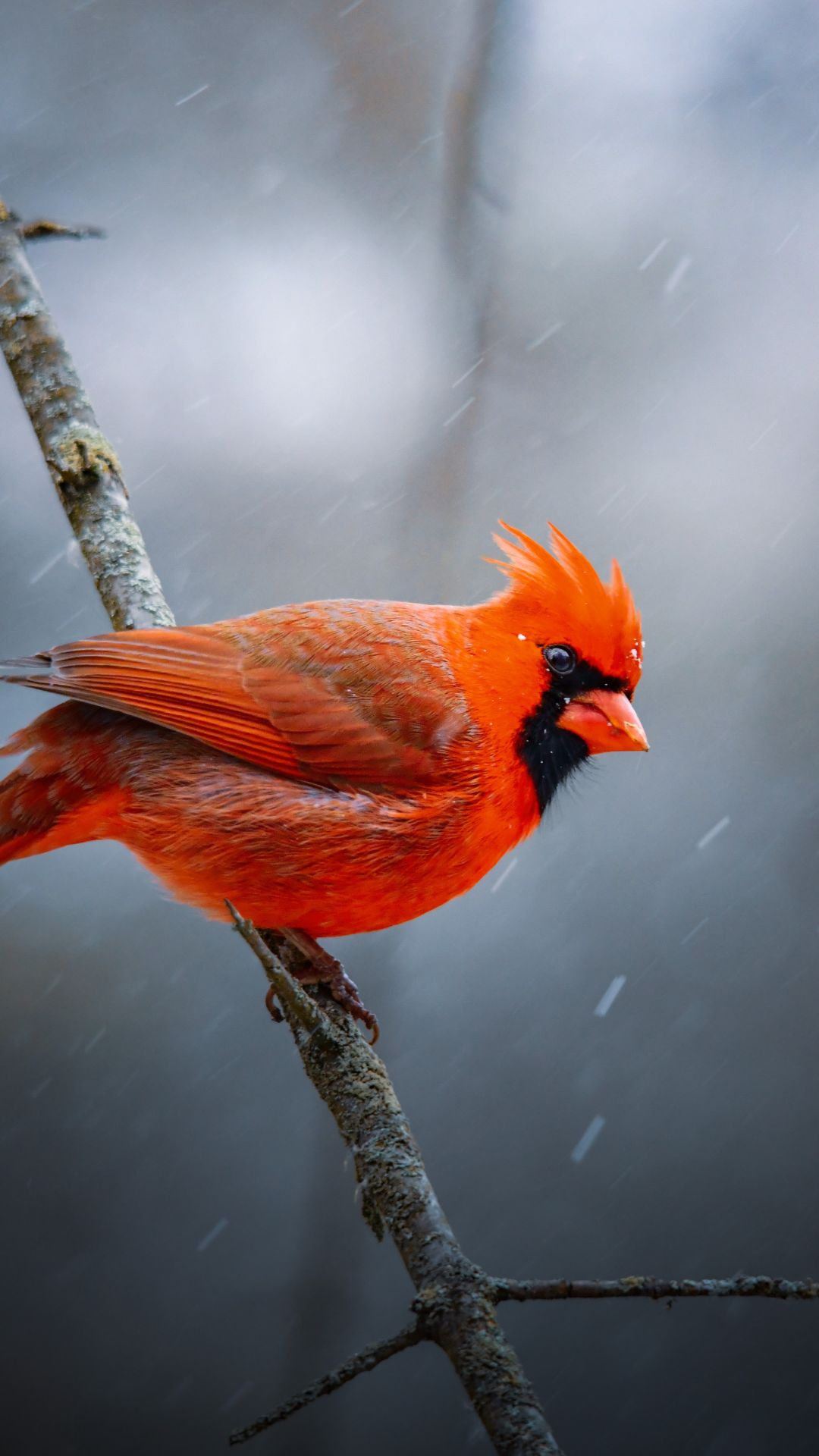 Cardinale rosso su ramo, 1080x1920 Full HD Verticale, Smartphone