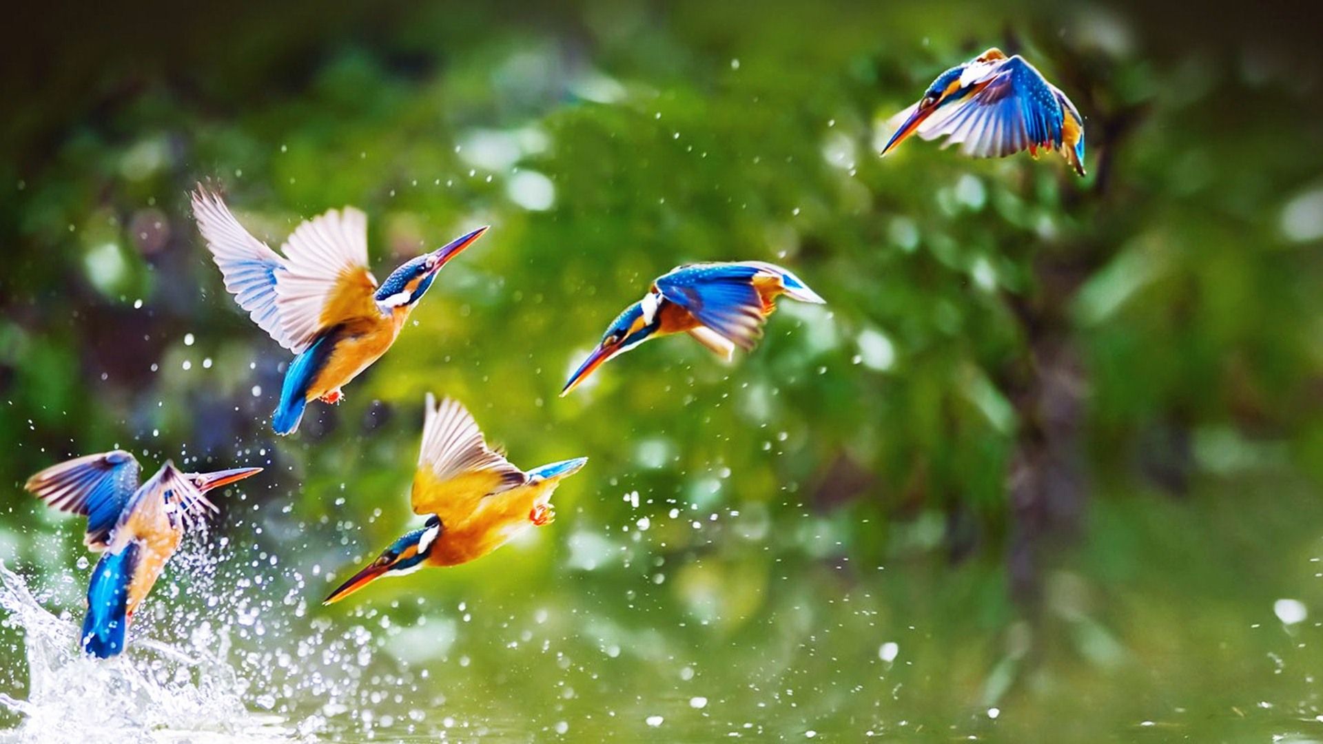 Martin pescatore in volo, acqua, 1920x1080 Full HD, PC