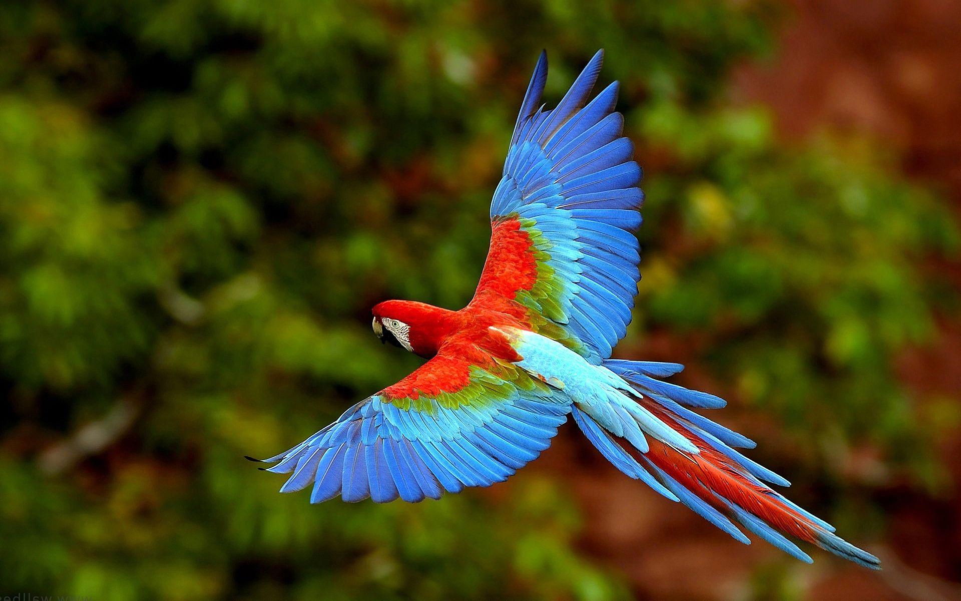 Ara rosso in volo, 1920x1200 WUXGA, PC Desktop