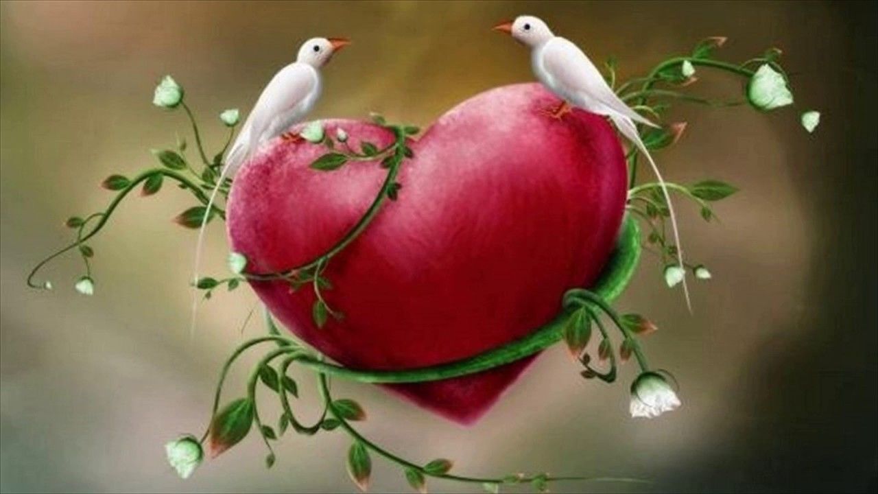 colombe bianche su cuore rosso, 1280x720 720p, PC