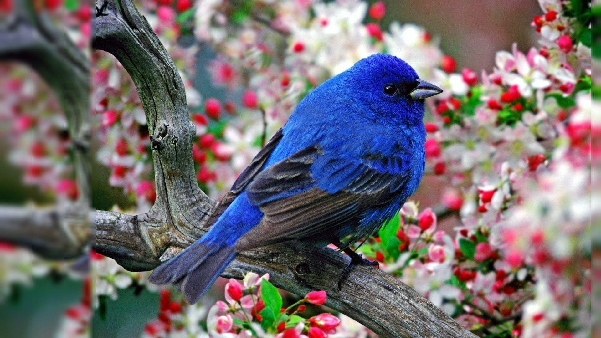 Uccello blu su ramo fiorito, 1920x1080 Full HD, Desktop