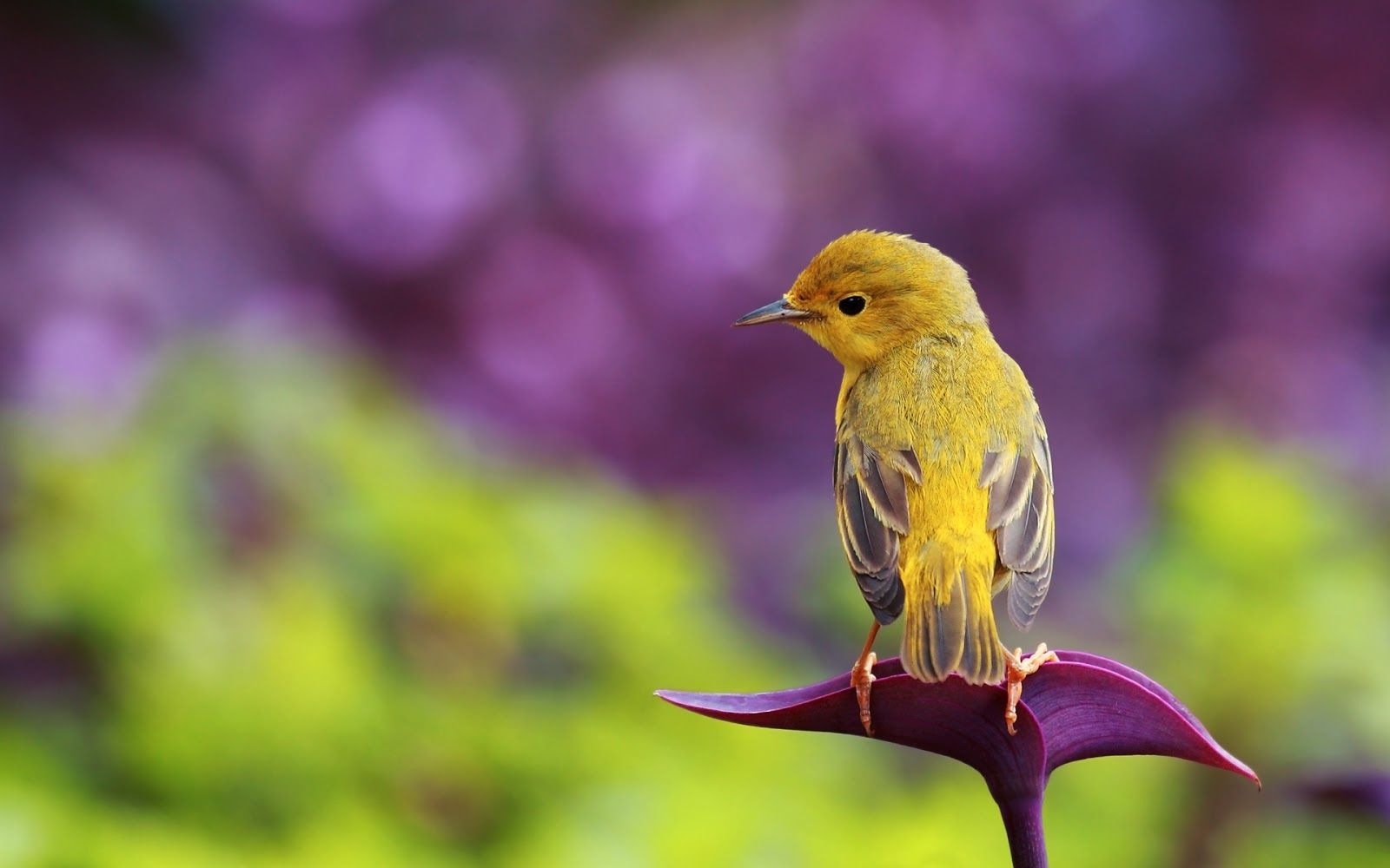 Uccello giallo su fiore viola, 1600x1000 HD Ready, PC