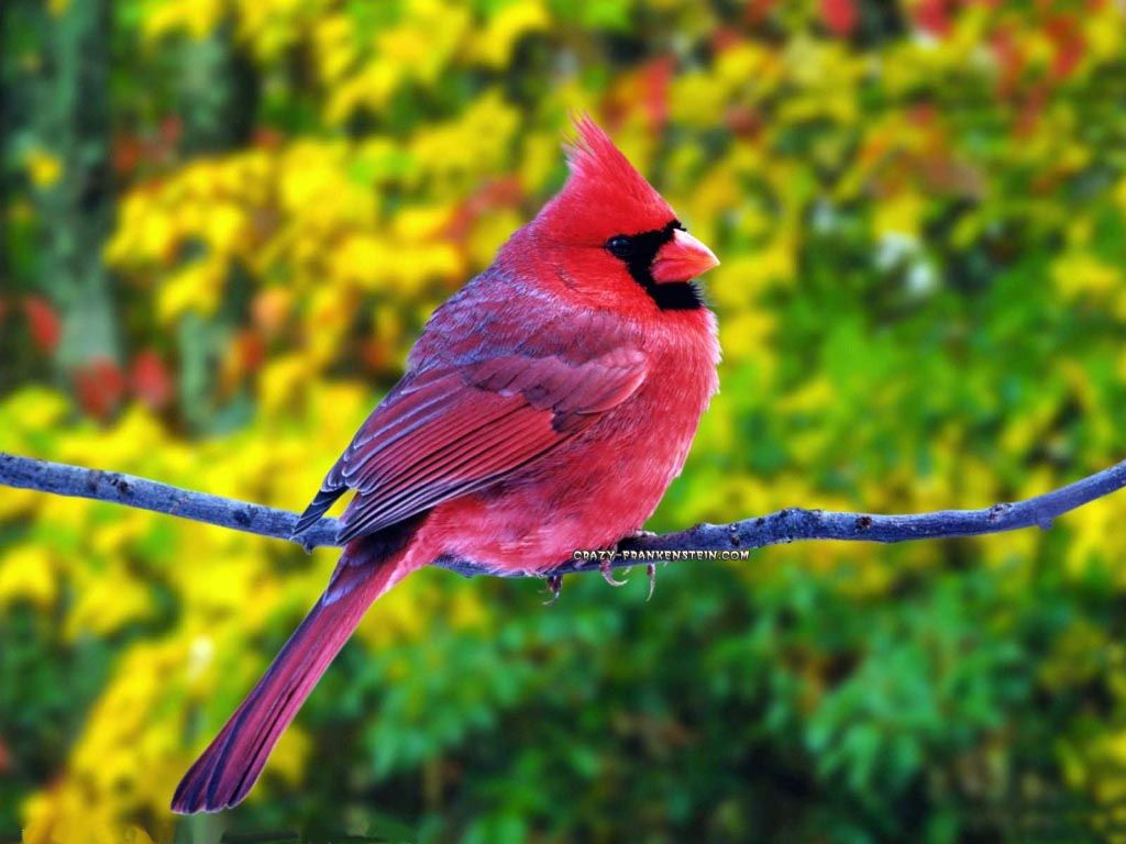Cardinale rosso su ramo, 1024x768 HD, Desktop