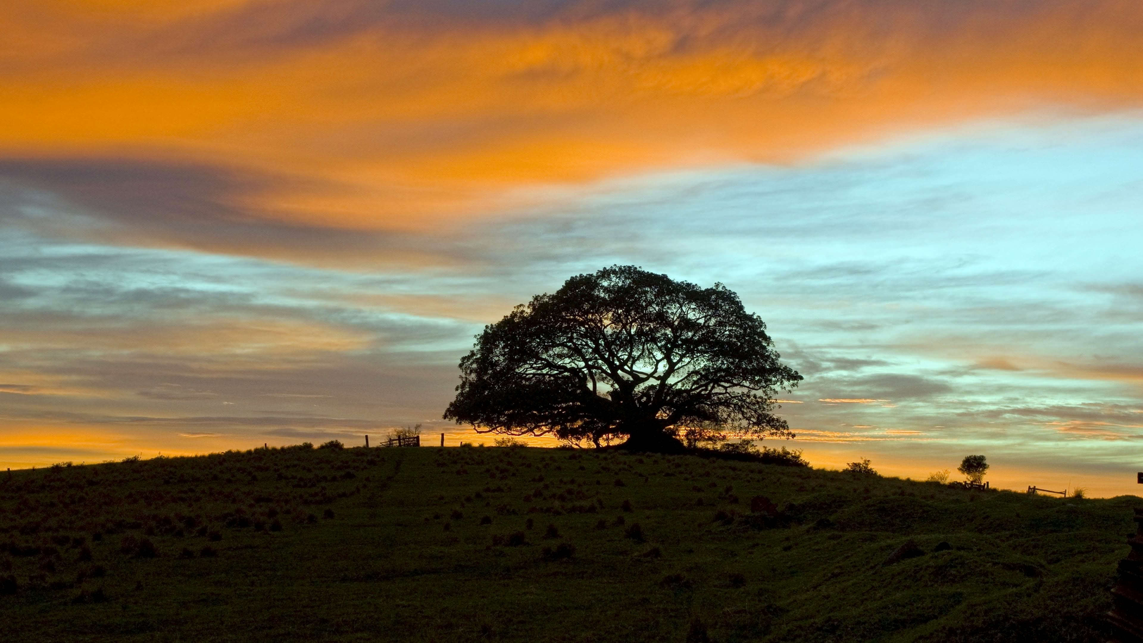 Albero solitario al tramonto, 3840x2160 Ultra HD, Monitor 4K