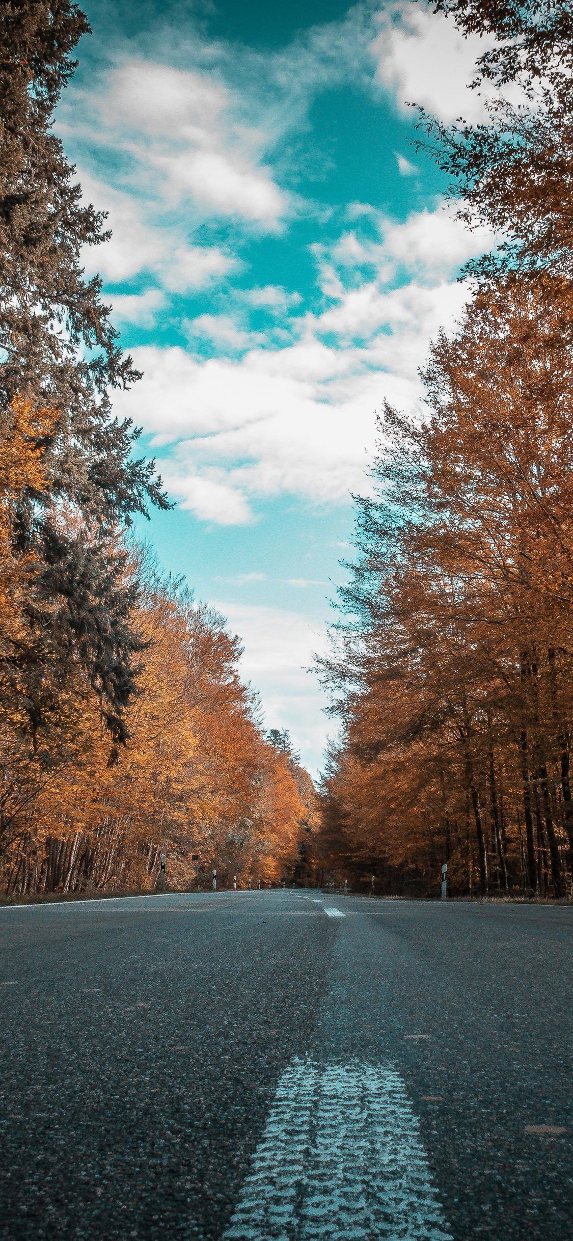 Strada autunnale tra alberi, 1125x2436 Verticale, Telefono