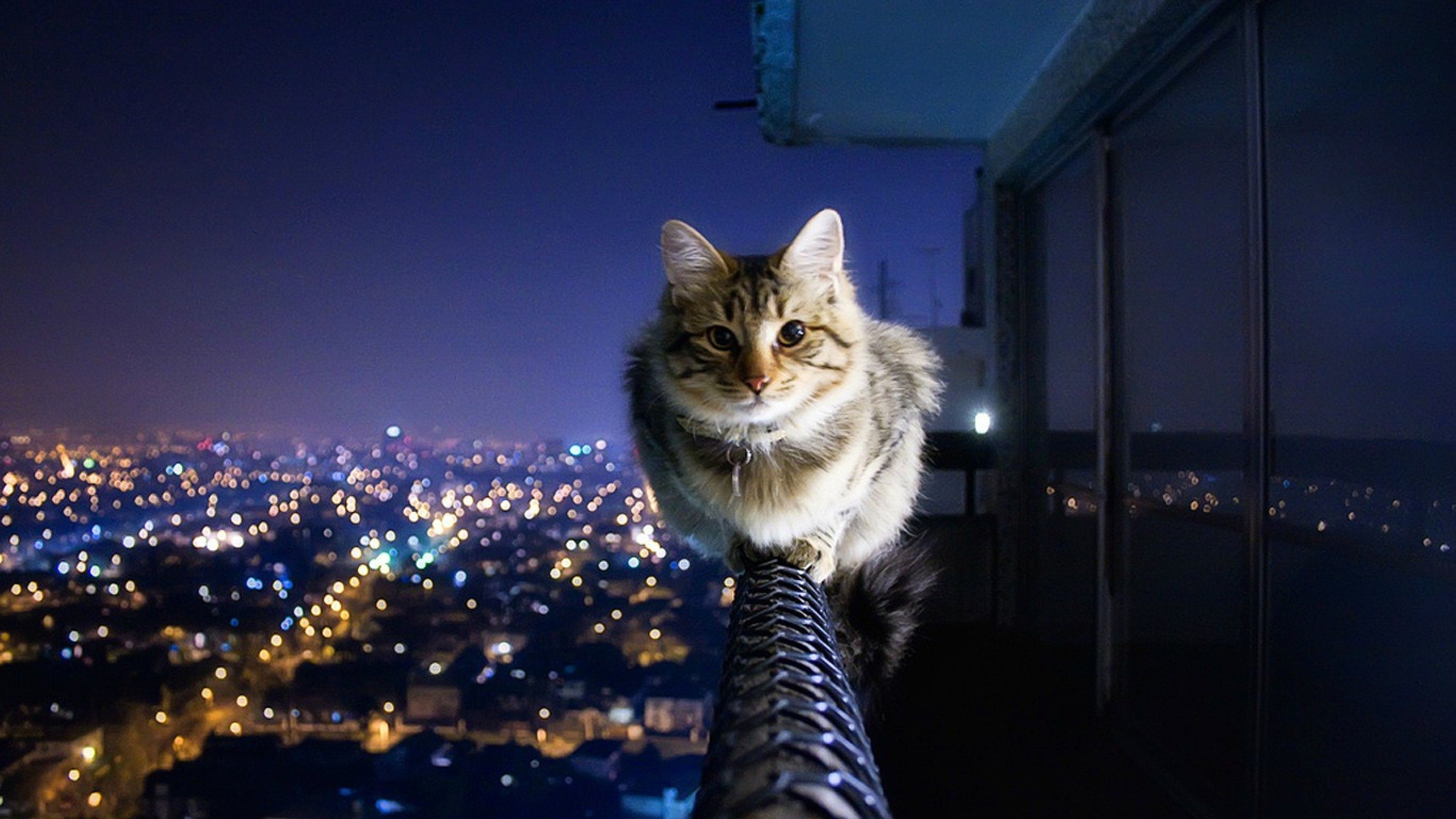 Gatto su balcone notturno città, 3840x2160 4K, Desktop 4K