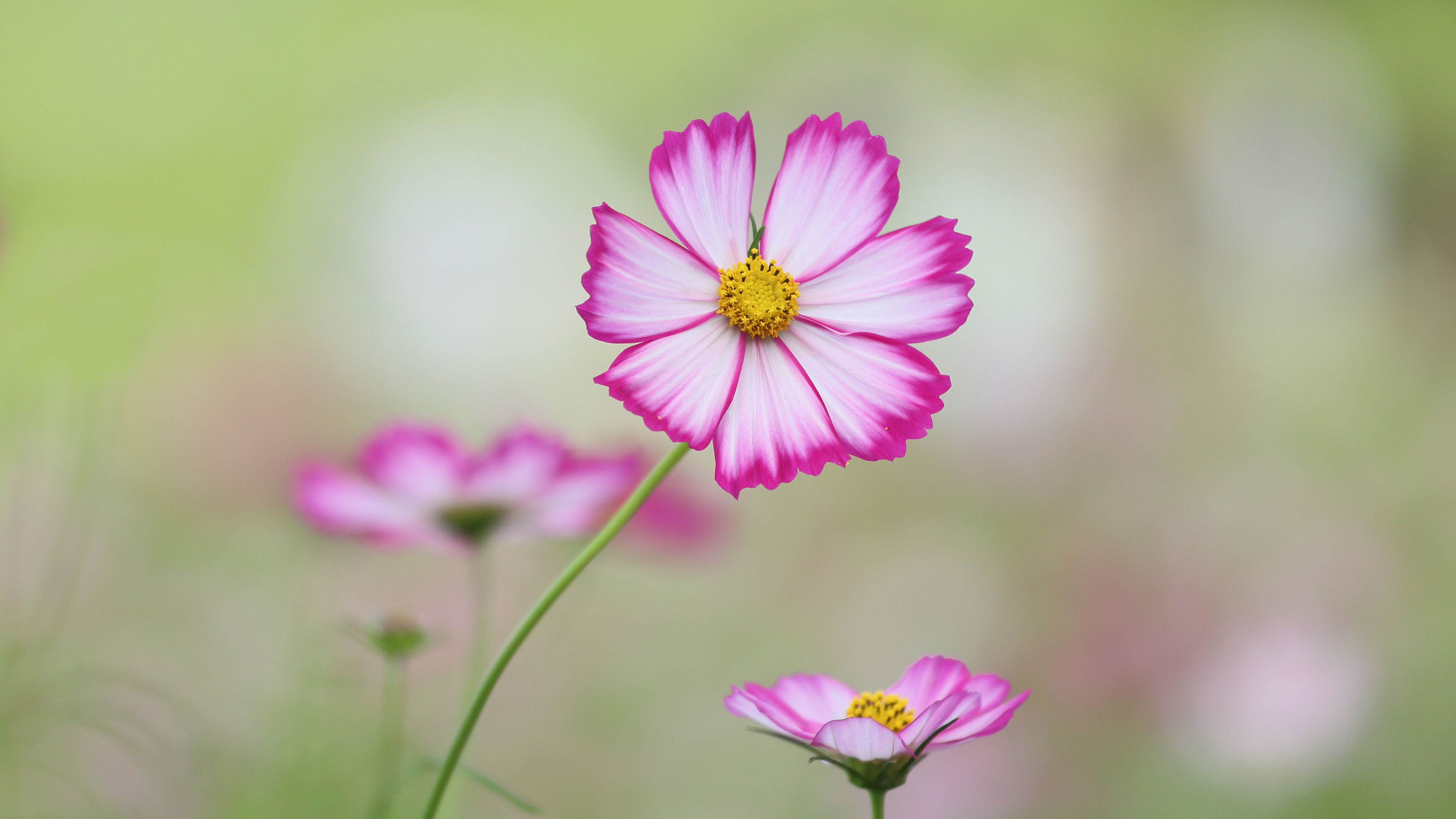 Fiore rosa cosmea sfocato, 3840x2160 4K, Desktop 4K