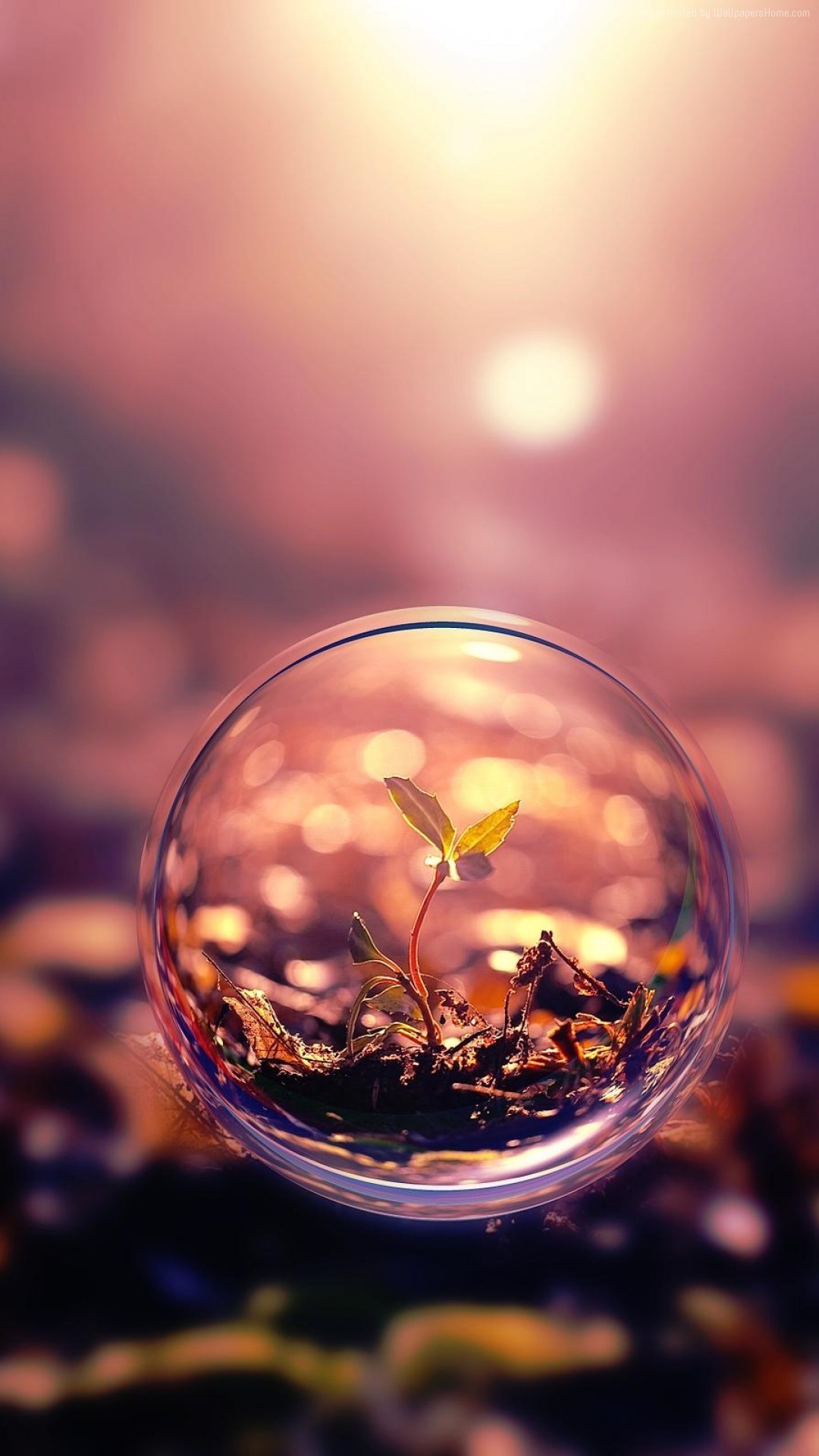 Goccia sfera con germoglio, 1080x1920 Verticale, Samsung Galaxy