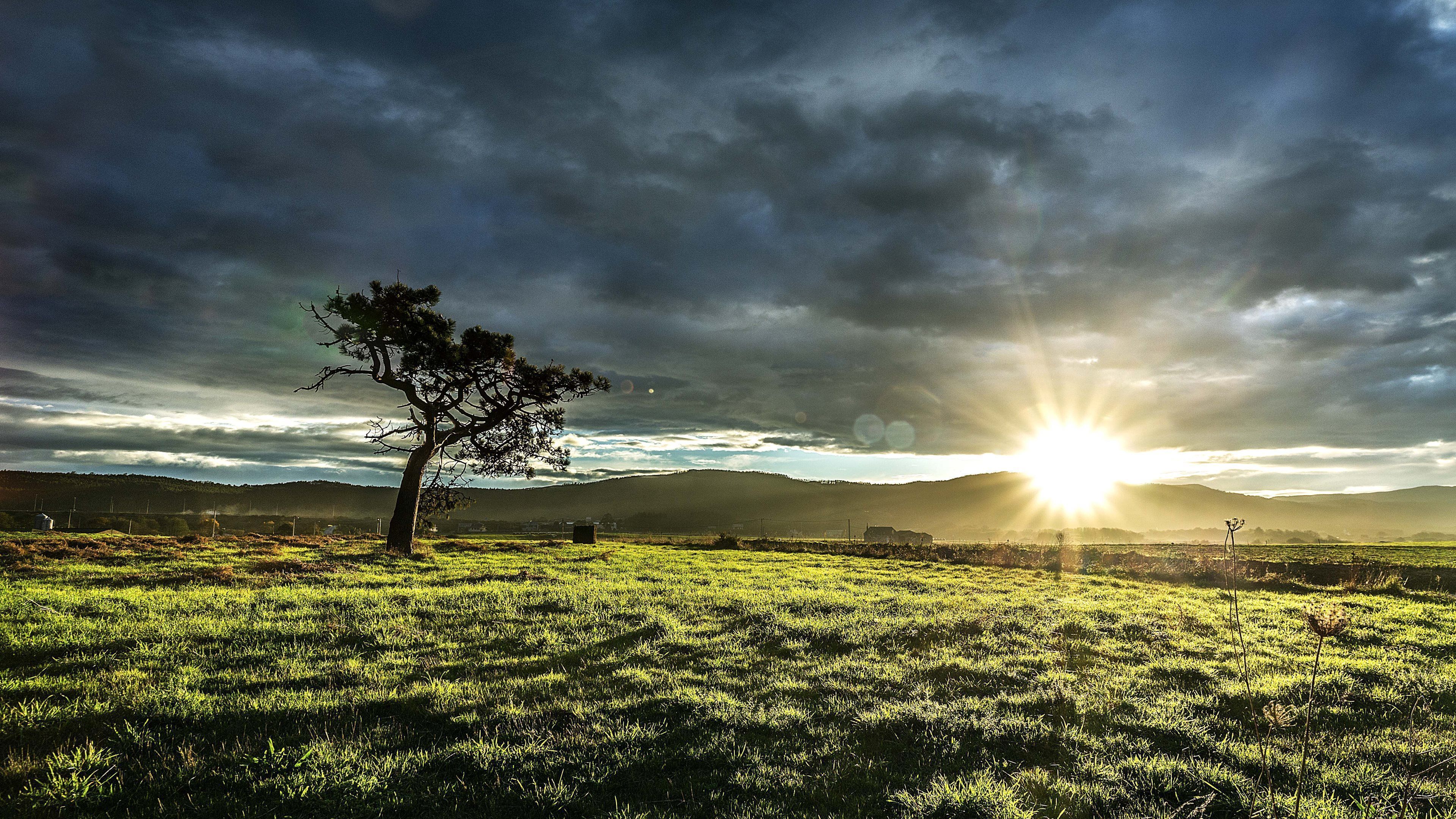 Albero solitario al tramonto, 3840x2160 UHD, PC 4K