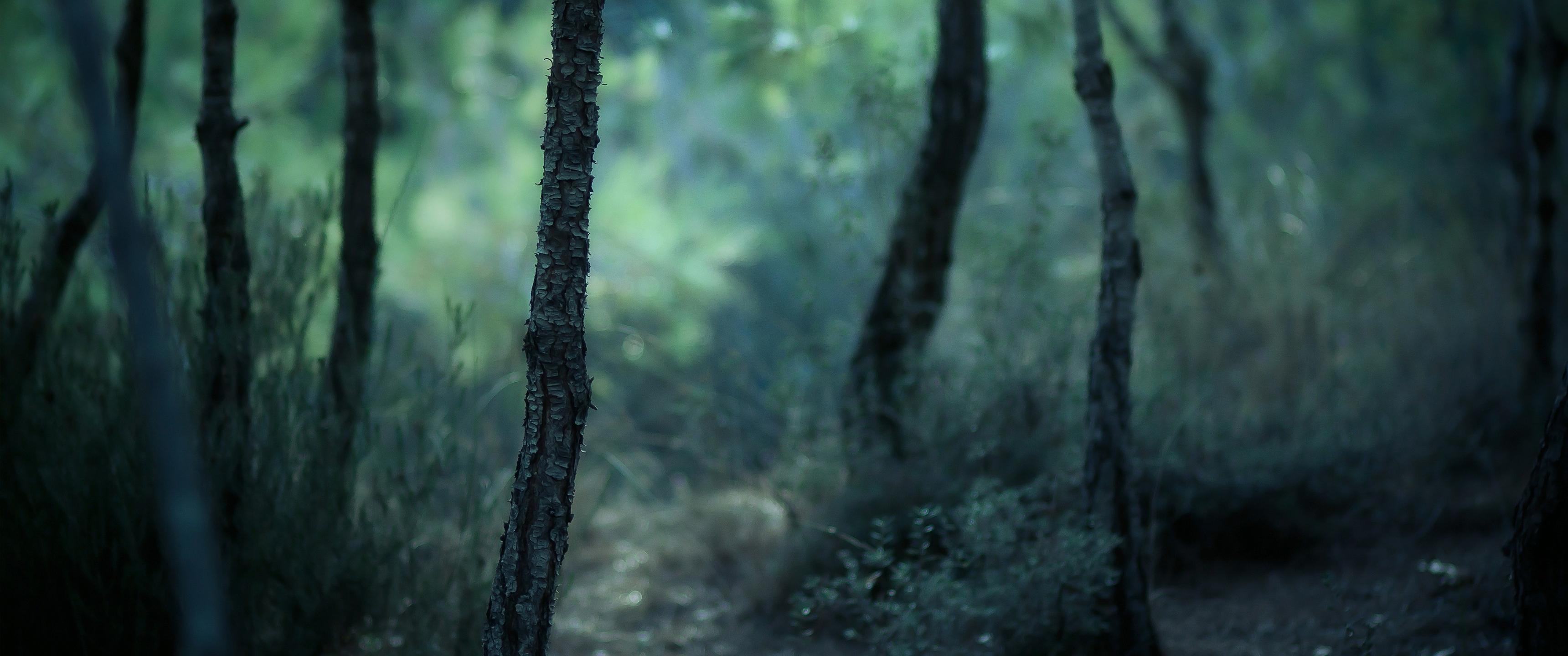 Foresta scura e nebbiosa, 3440x1440 Ultrawide, Dual Monitor
