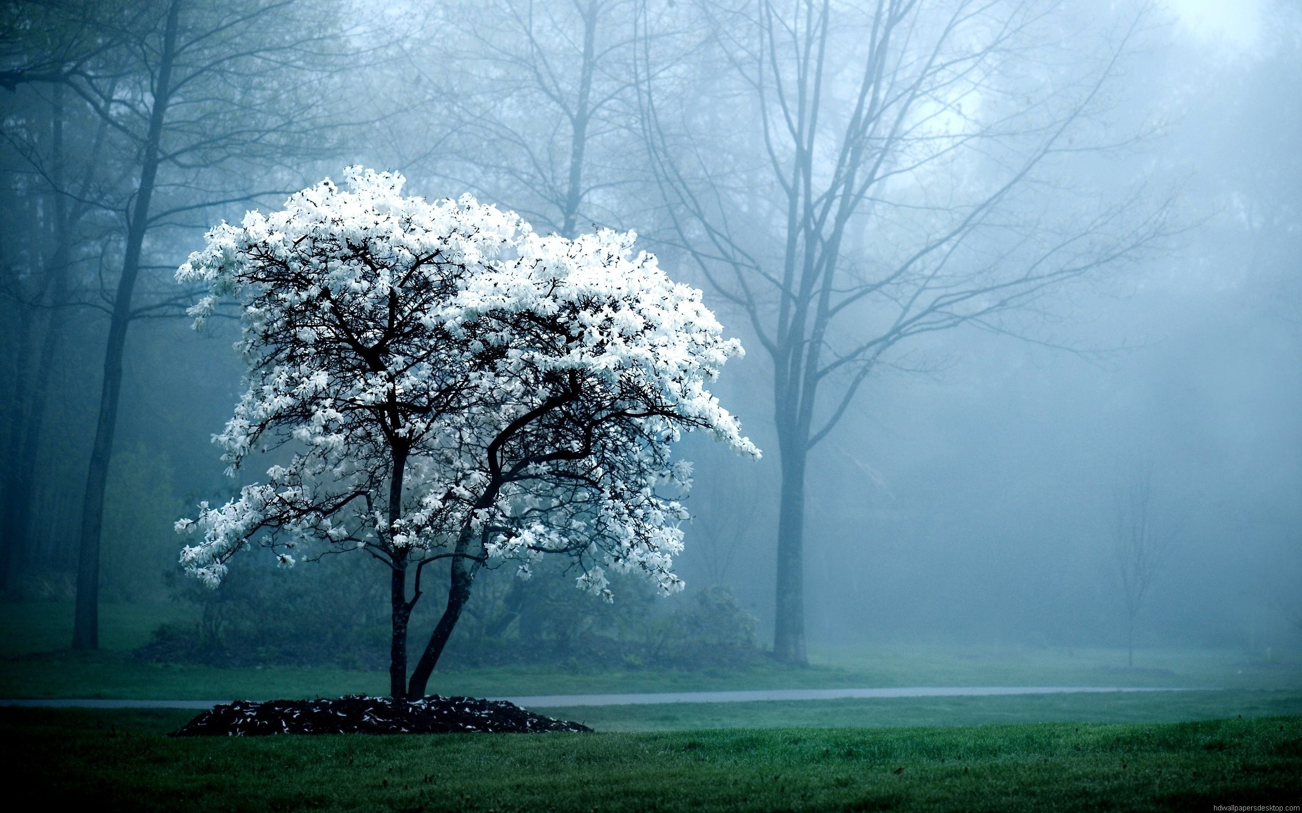 Albero fiorito nella nebbia, 2560x1600 2K+, MacBook Pro