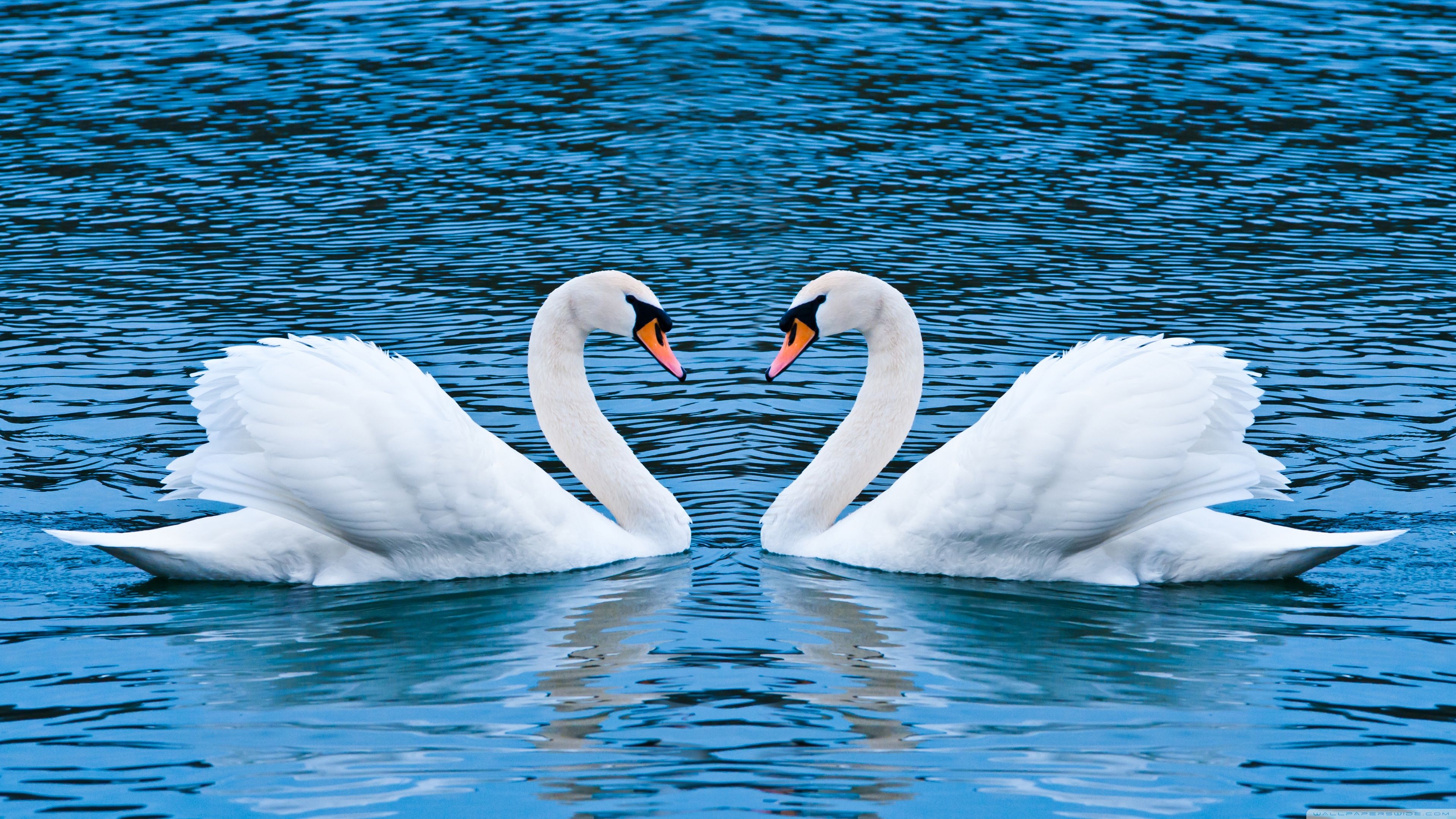 Due cigni bianchi a forma di cuore, 3840x2160 4K Ultra HD, Monitor 4K