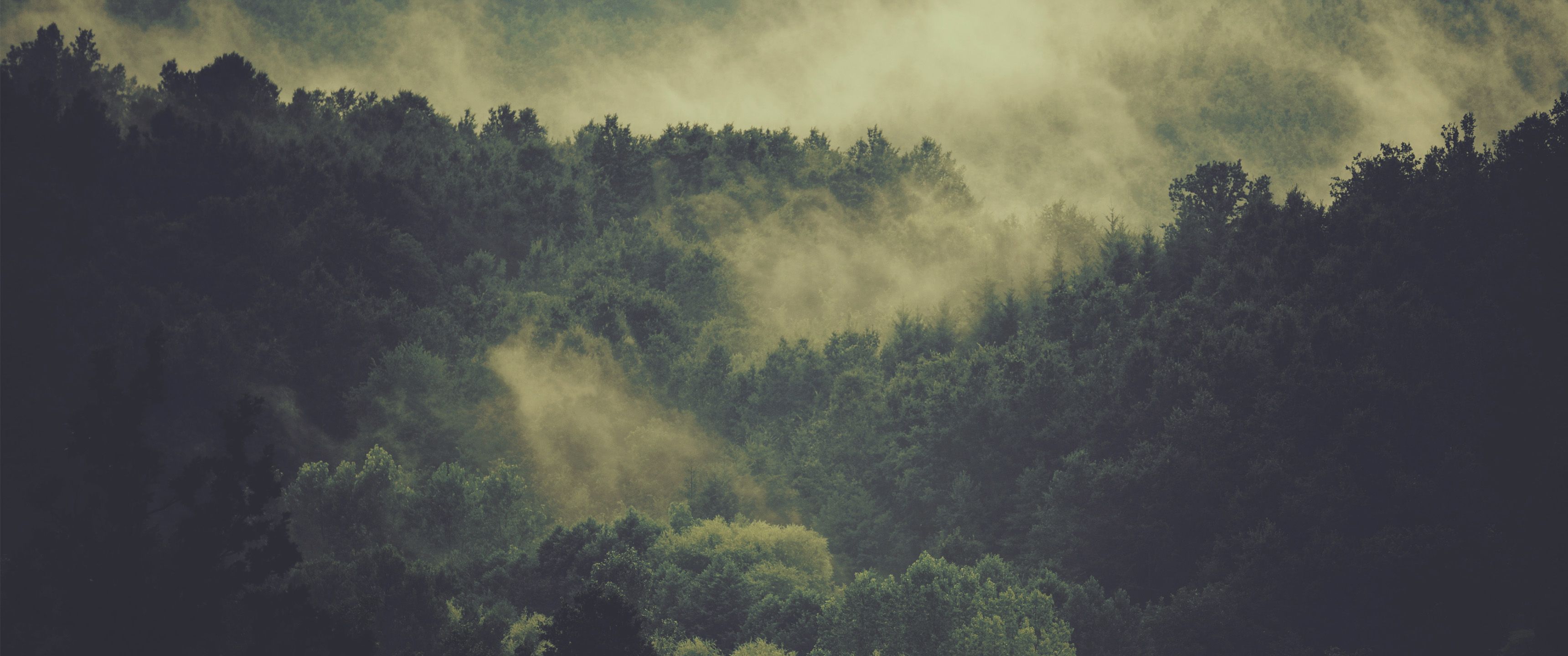 Foresta nebbiosa scura, 3440x1440 21:9, Ultrawide