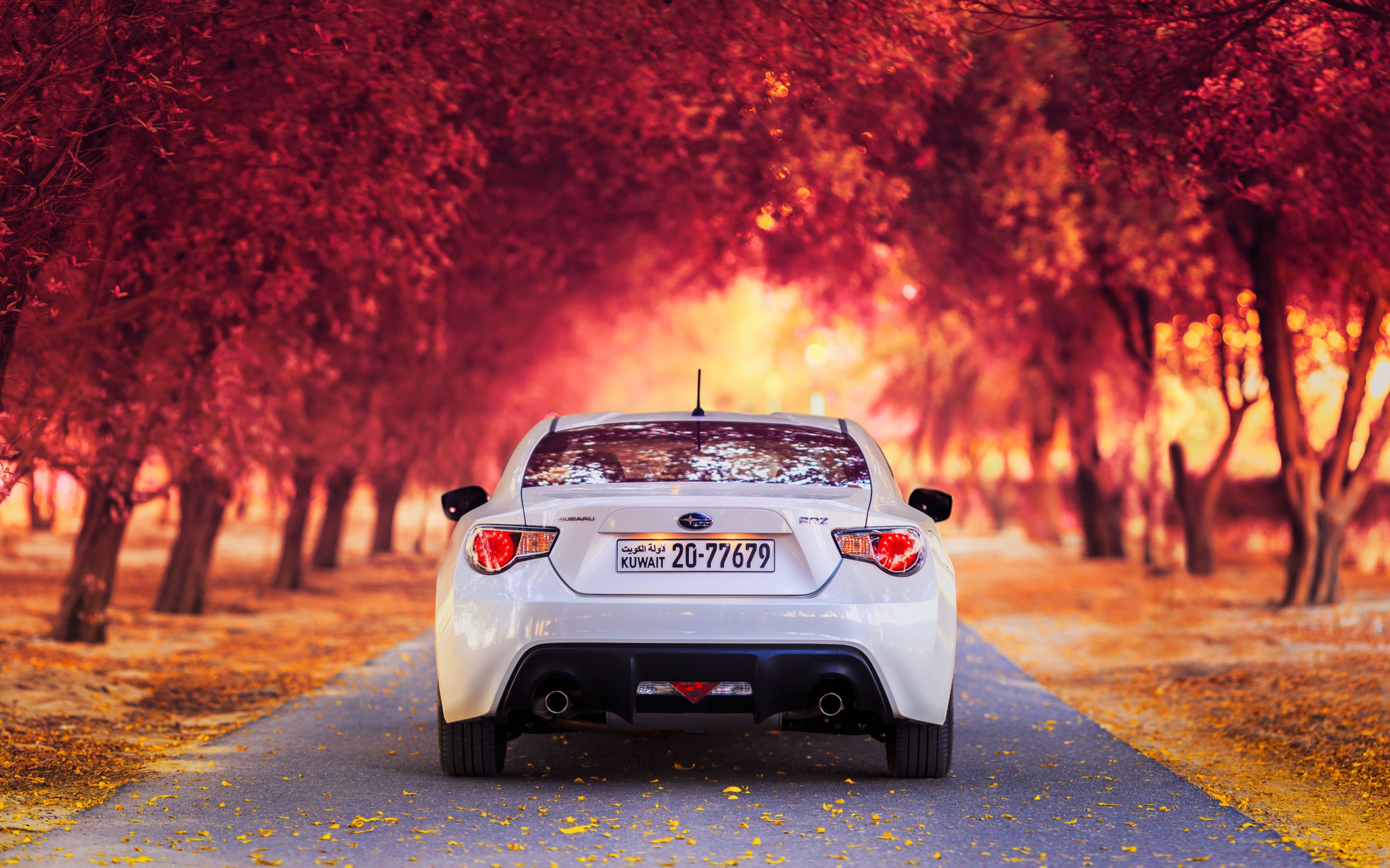 Subaru bianca strada autunnale, 3840x2400 Ultra HD, 4K TV