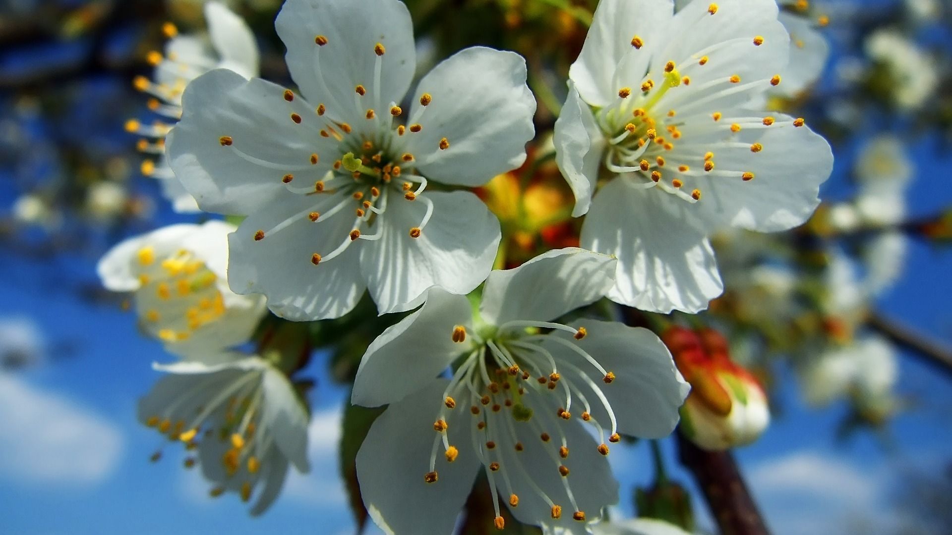 Fiori bianchi di ciliegio, 1920x1080 Full HD 1080p, Desktop