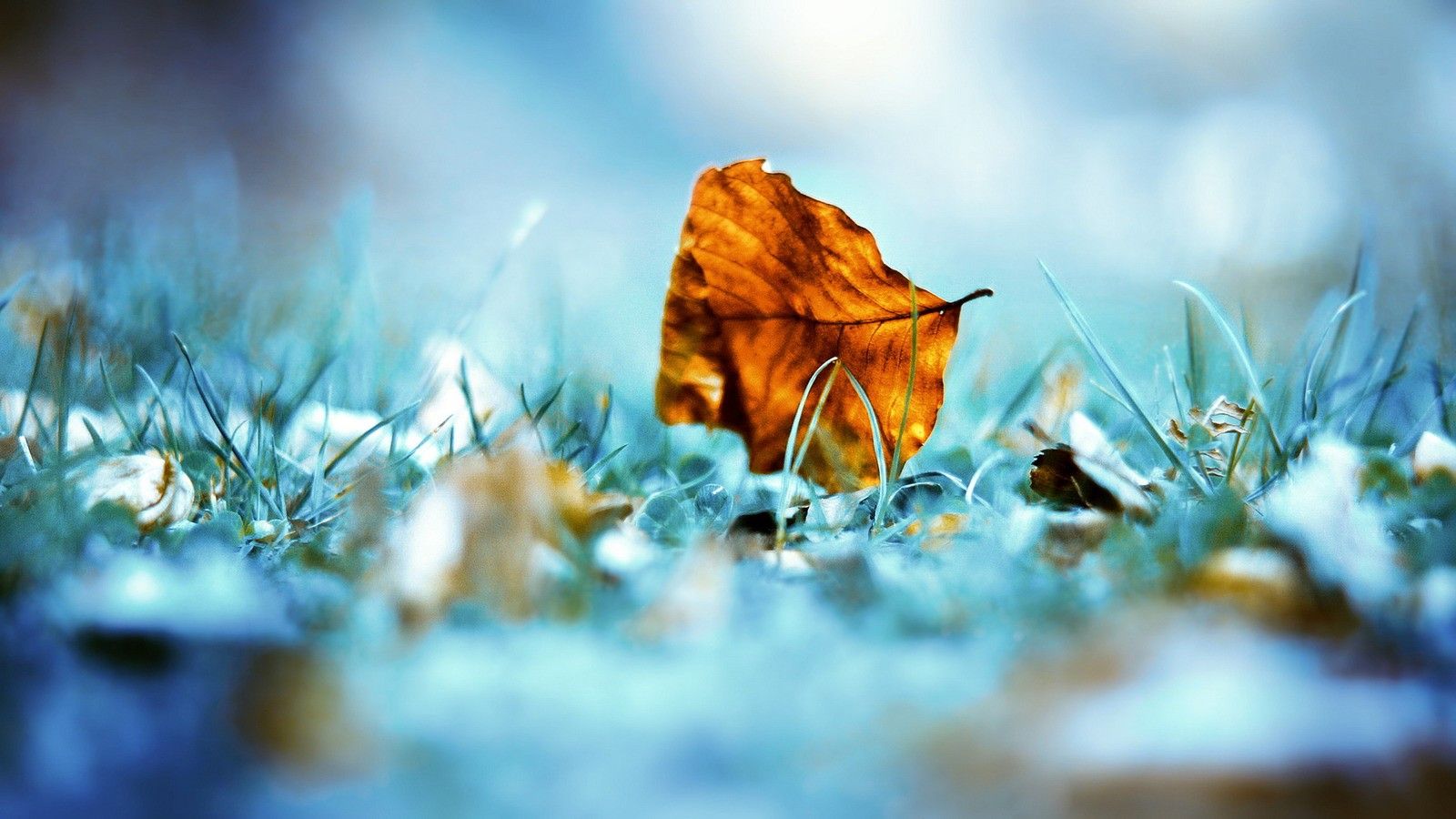 Foglia autunnale su erba gelata, 1600x900 900p, PC
