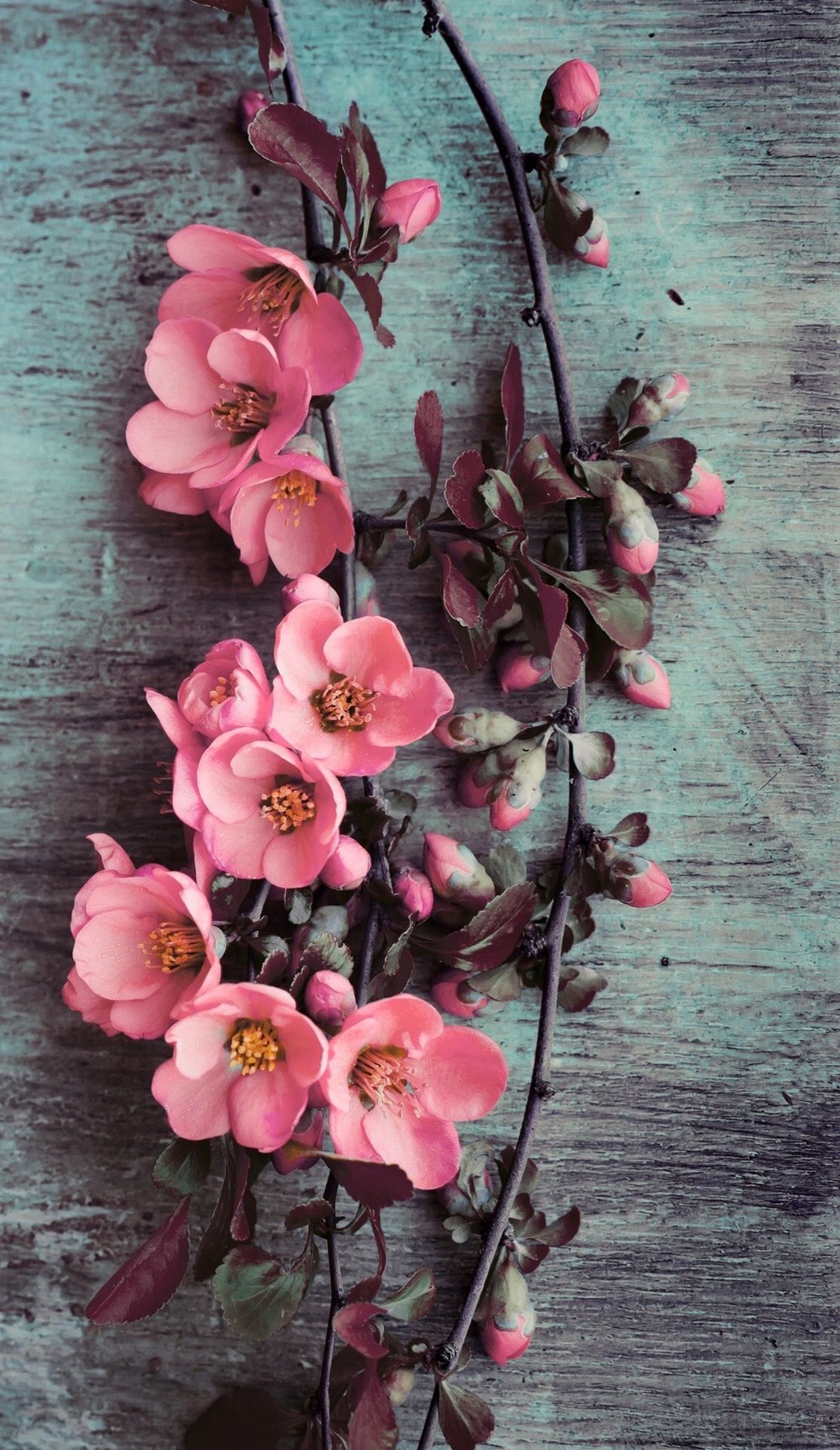 Fiori rosa su sfondo turchese, 1113x1920 Verticale, Telefono