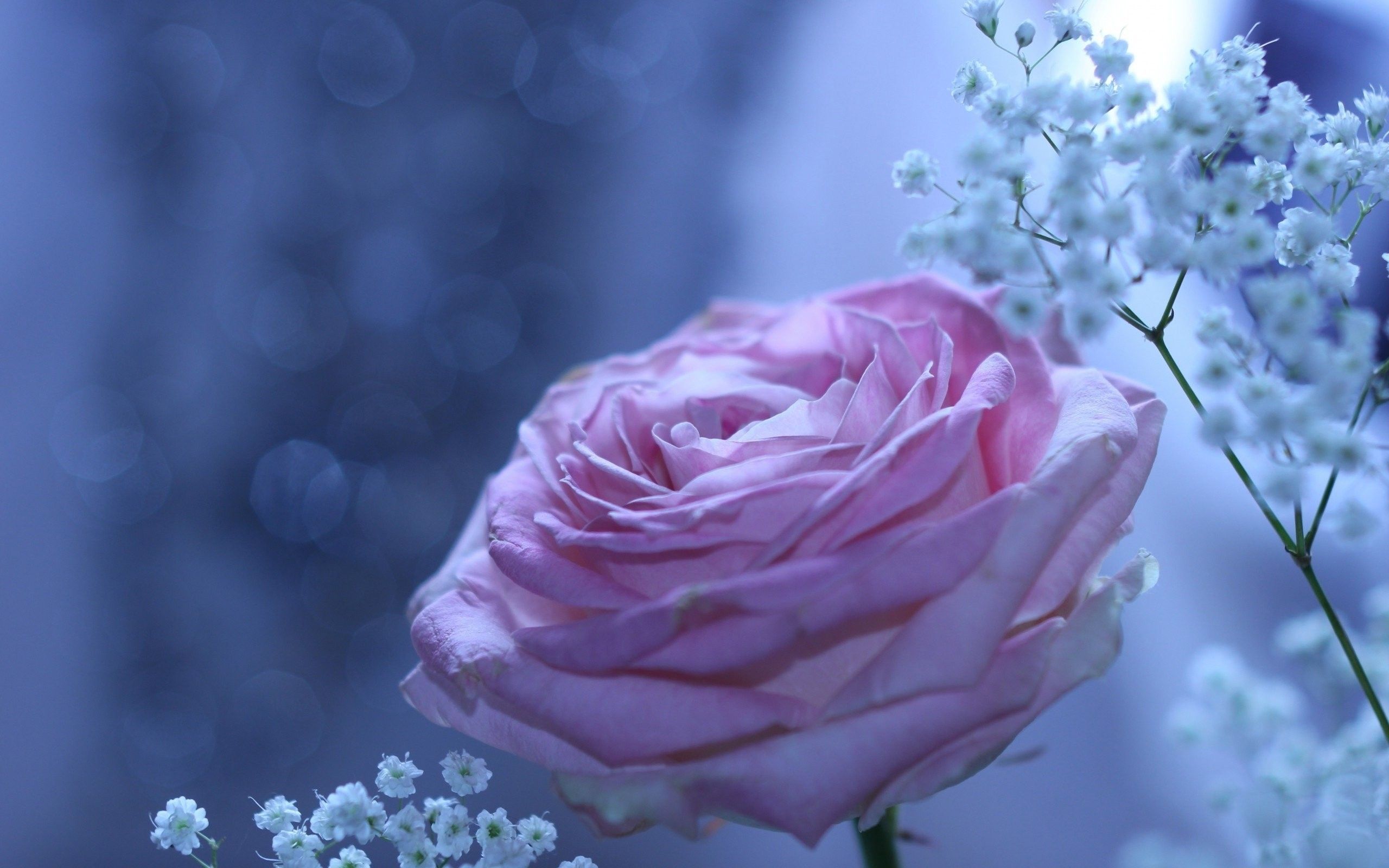 Rosa rosa con fiorellini bianchi, 2560x1600 2K, Desktop