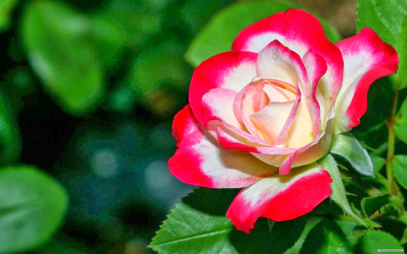 Rosa bicolore rosa e bianco, 1600x1000 900p, HP Laptop