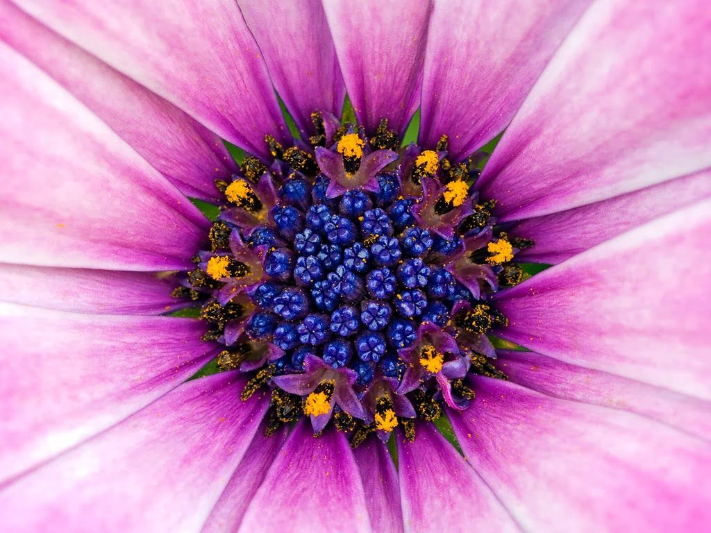 Fiore rosa con centro blu, 1024x768 HD, Laptop