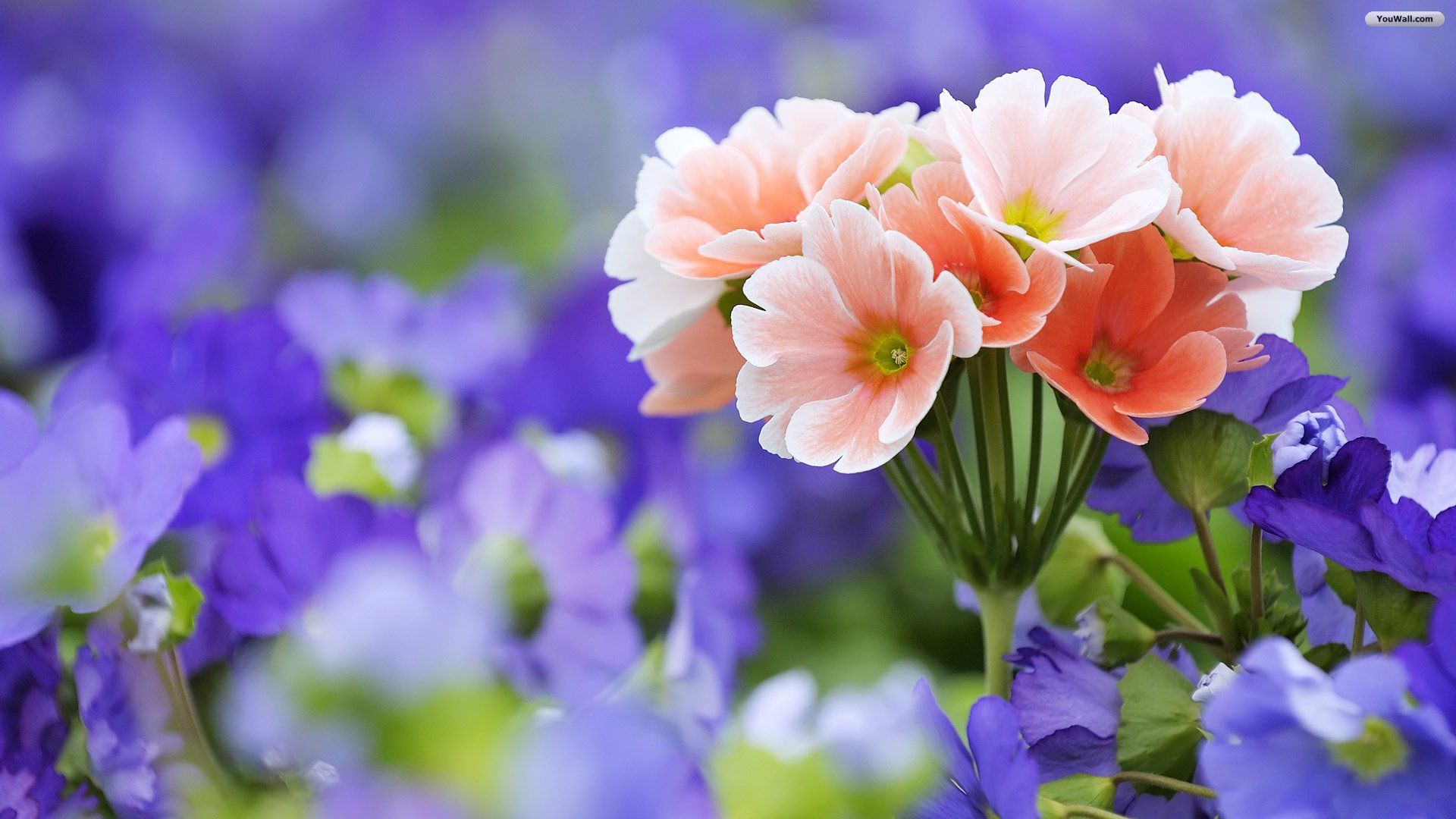 Fiori rosa su viola, 1920x1080 1080p, PC