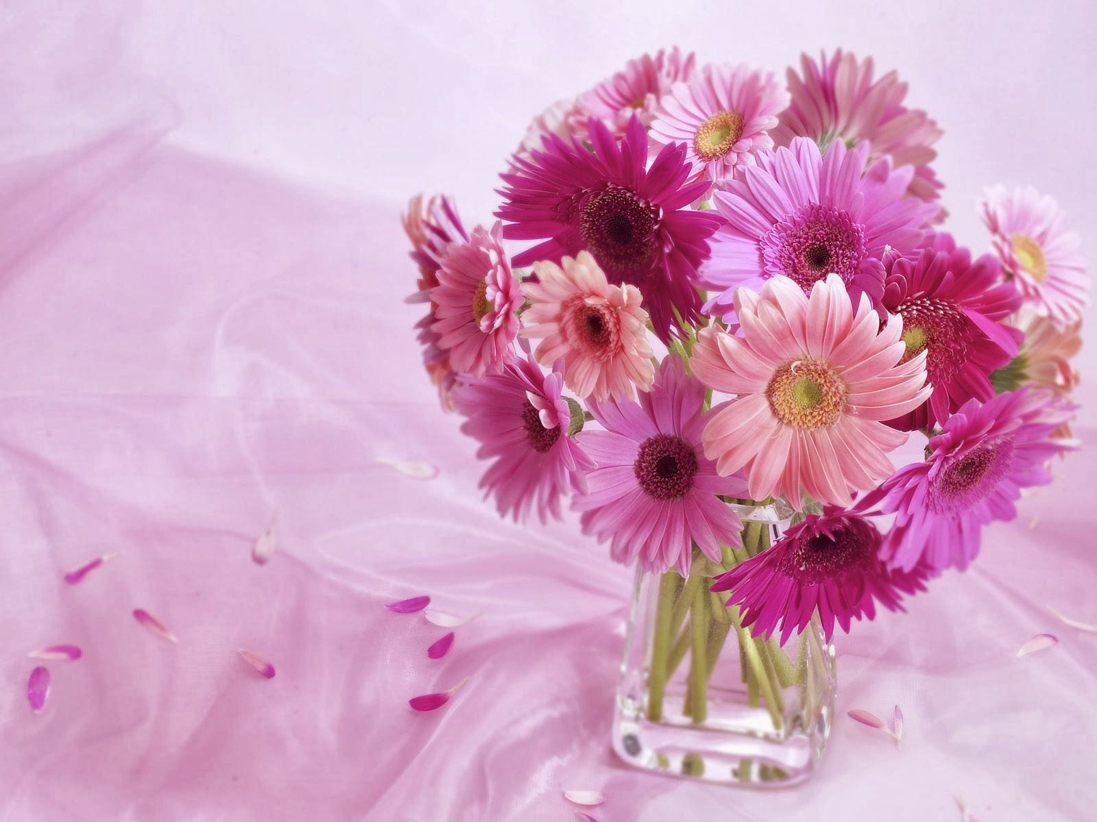 Vaso fiori gerbere rosa, 1600x1200 900p, Desktop
