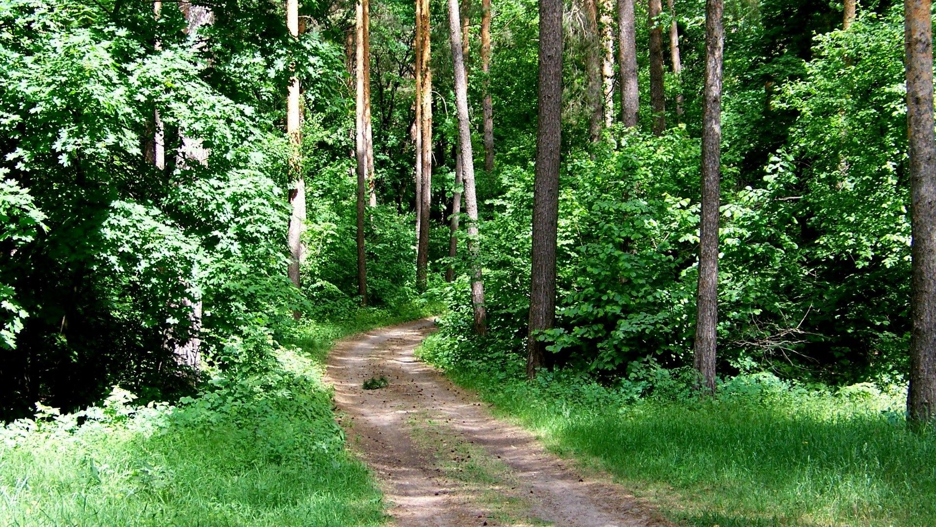 Sentiero nel bosco verde, 1920x1080 Full HD, PC