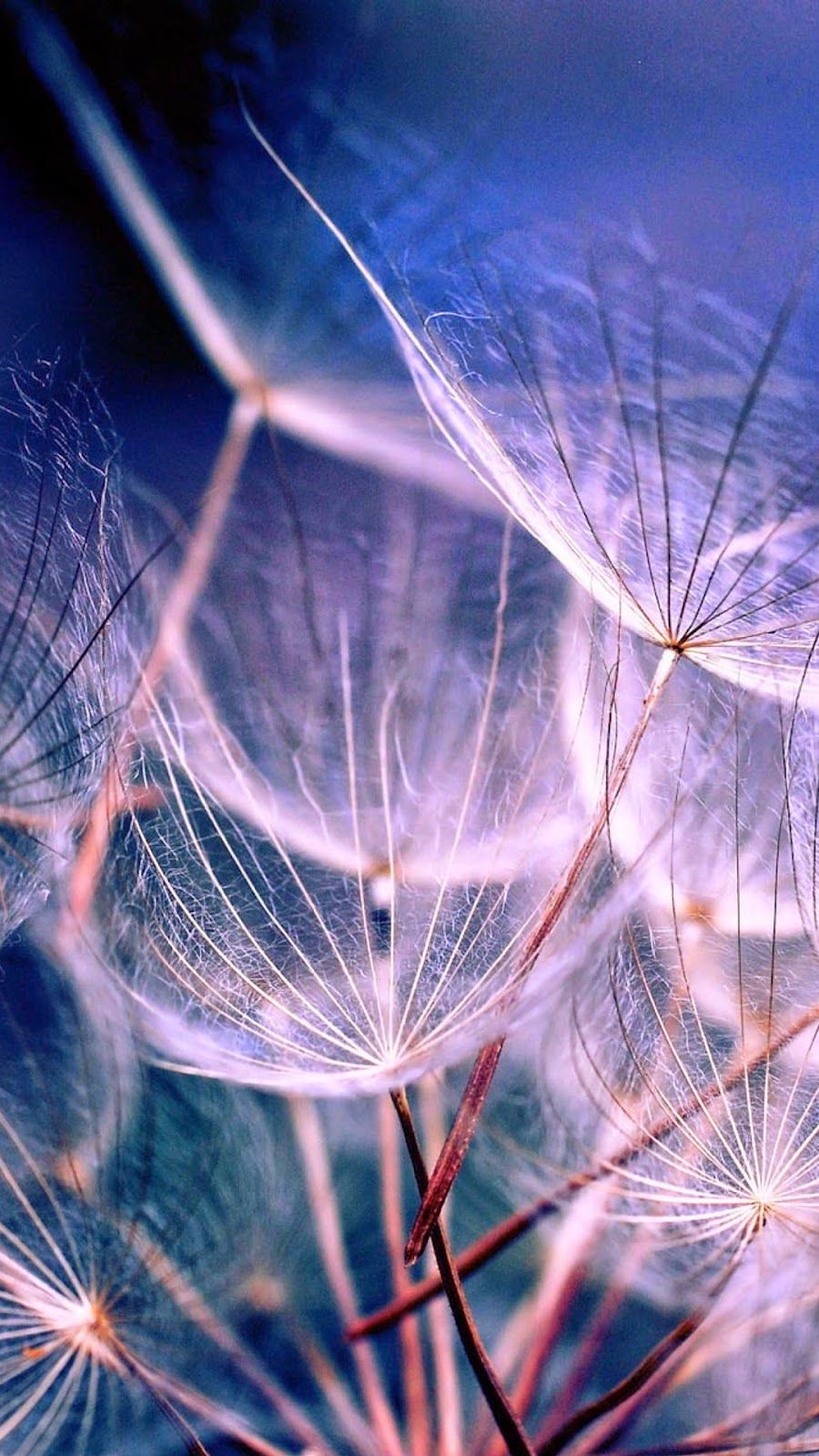Semi di soffione blu viola, 900x1600 Full HD Verticale, Google Pixel