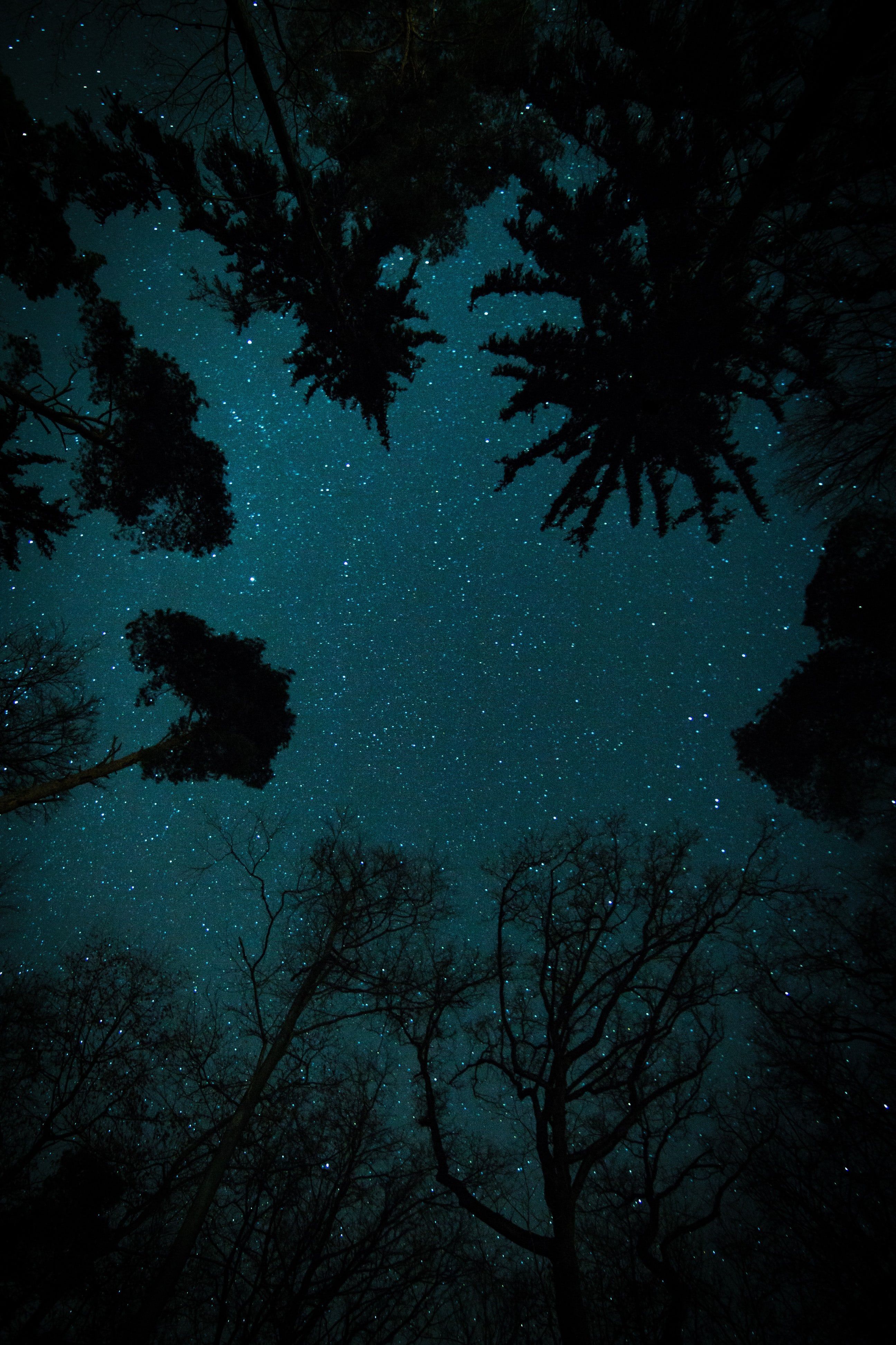 cielo stellato tra alberi notturni, 2592x3888 Full HD Verticale, Realme