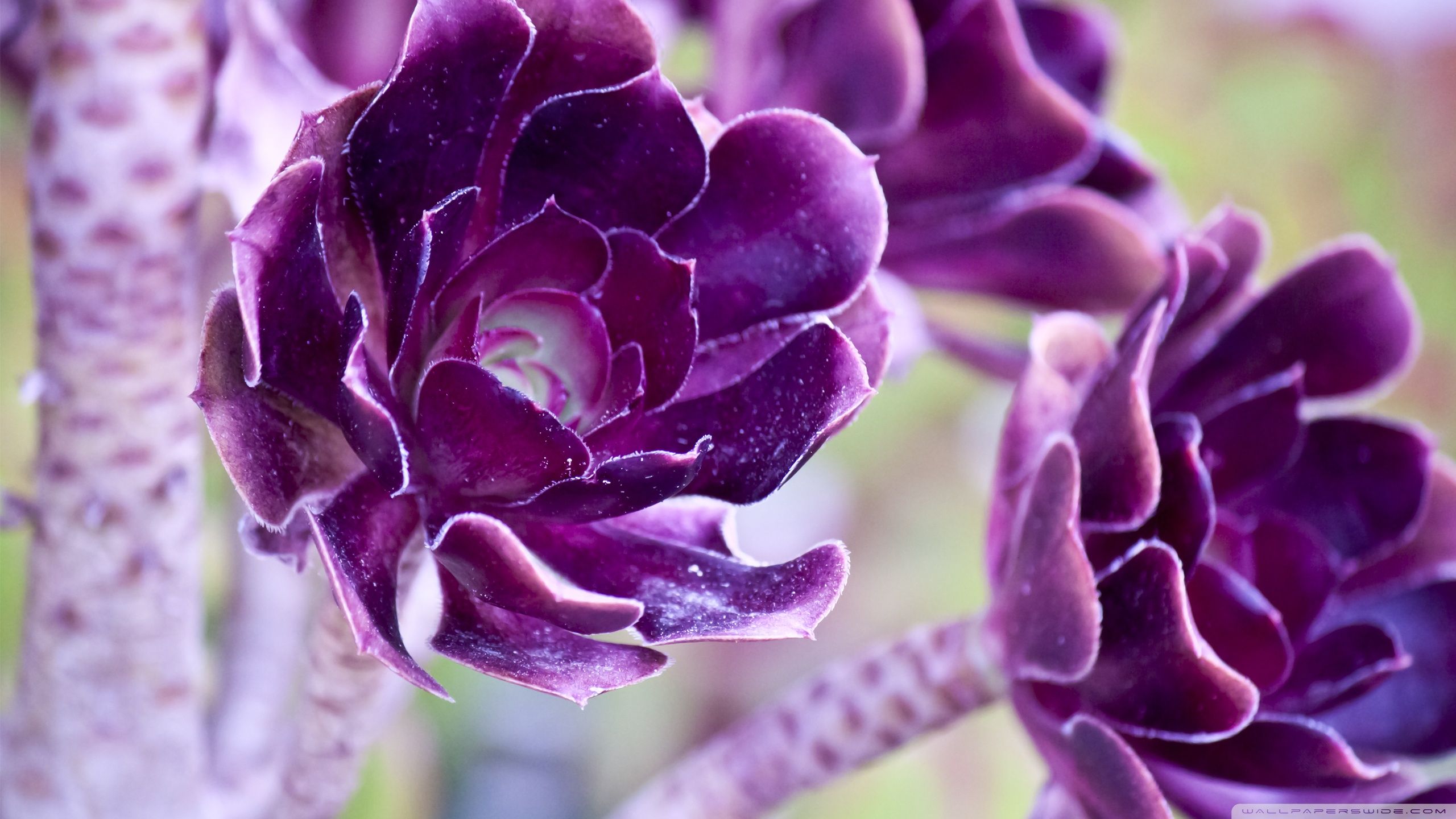 Fiori viola unici primo piano, 2560x1440 1440p, Desktop