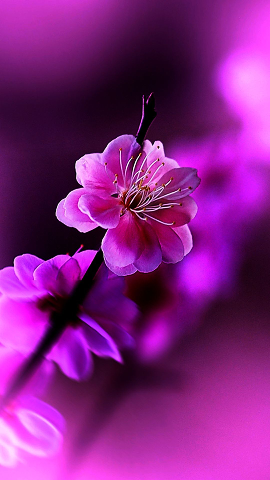 Fiore rosa sfondo viola, 1080x1920 Full HD Verticale, iPhone