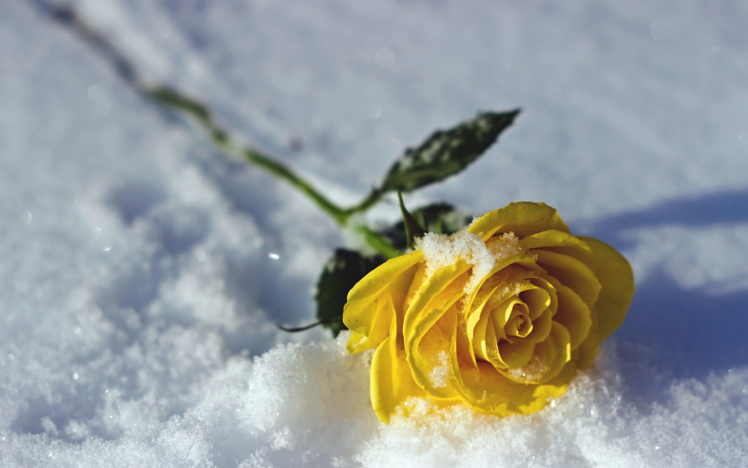Rosa gialla nella neve, 2560x1600 WQXGA, Desktop