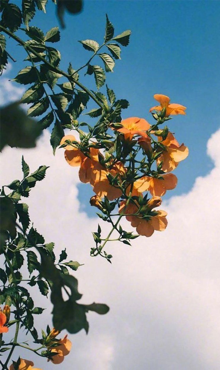 Fiori arancioni con cielo, 743x1251 Full HD Verticale, Smartphone