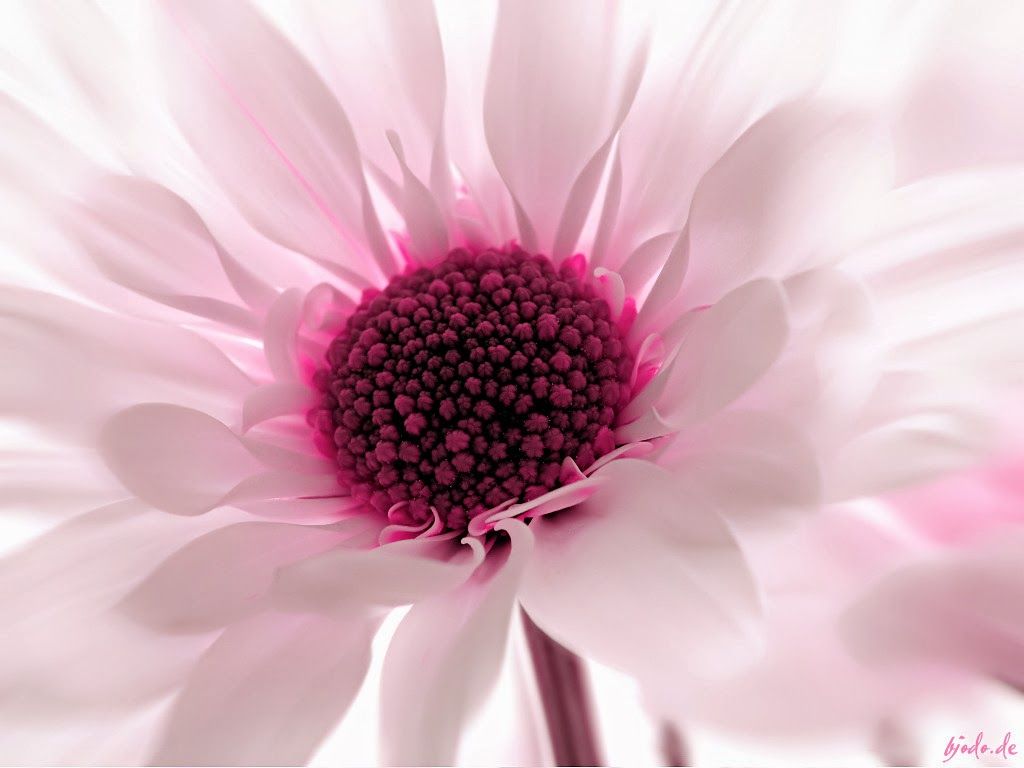 Fiore rosa e bianco macro, 1024x768 HD, Desktop