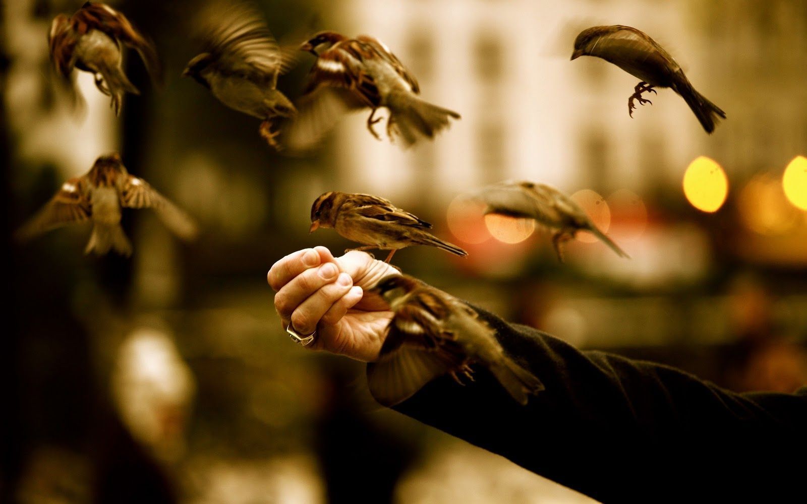 Uccelli in volo, mano, 1600x1000 900p, Desktop