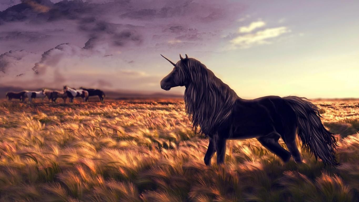 Unicorno nero al tramonto, 1365x768 720p, PC