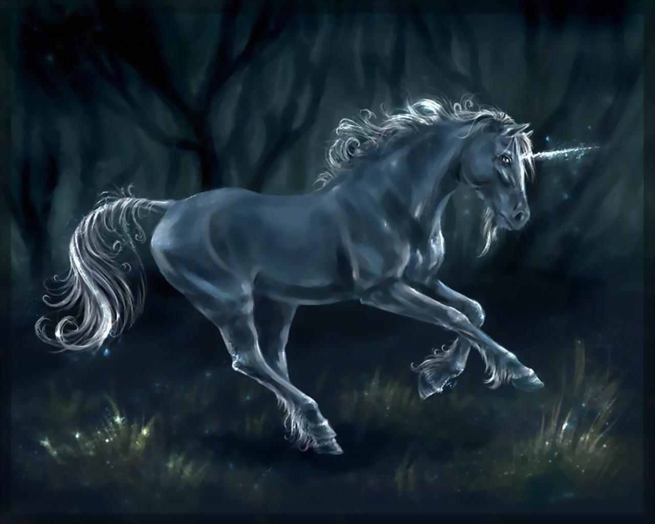 Unicorno nero nella foresta, 1280x1024 HD, HP Laptop