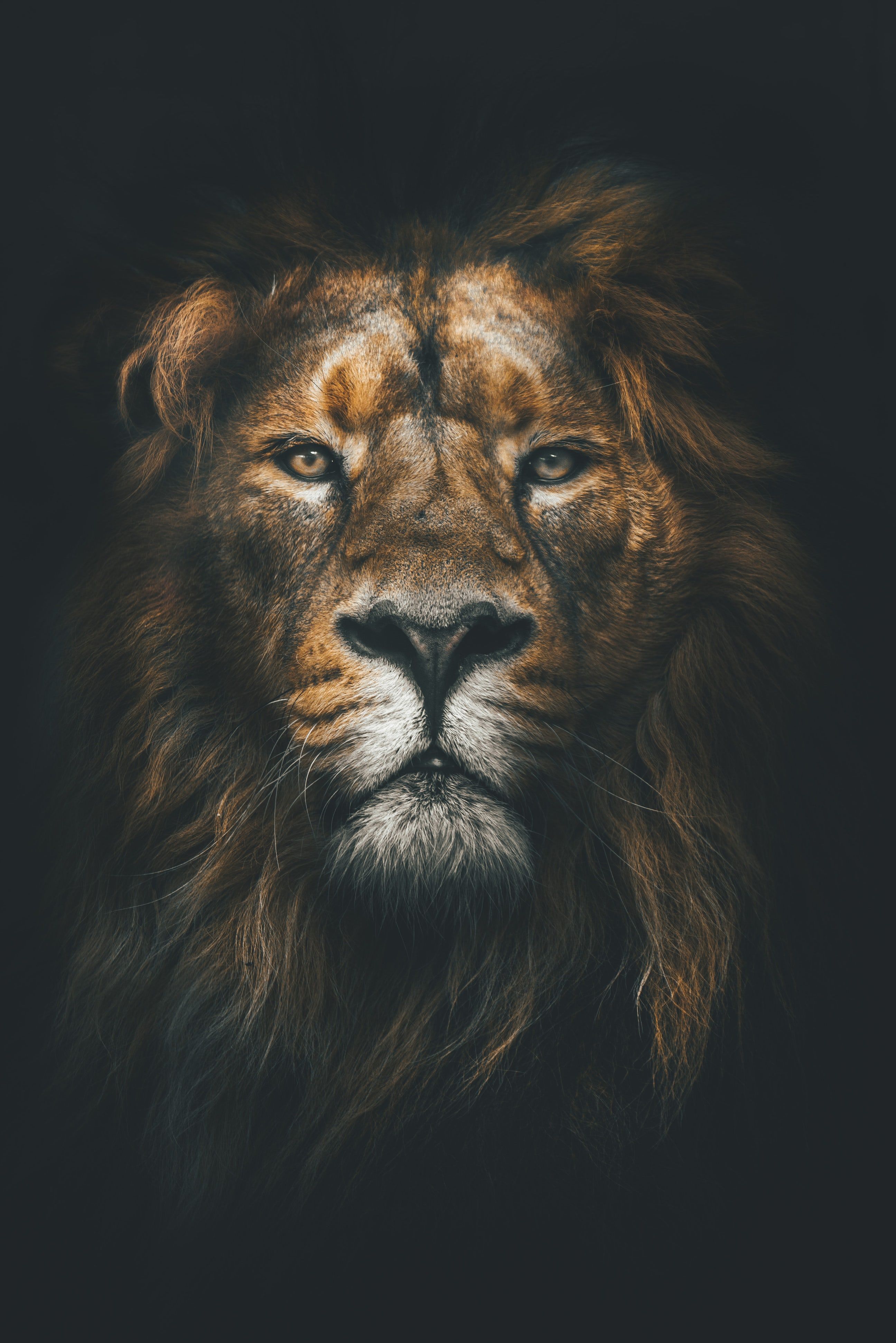 Leone su sfondo scuro, 2592x3885 Full HD Verticale, Smartphone