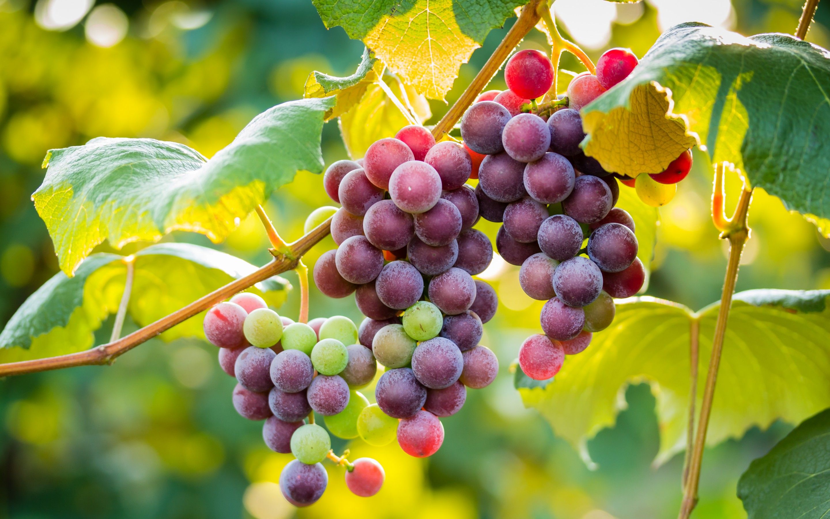 Grappoli d'uva su vite, 2560x1600 2K+, PC