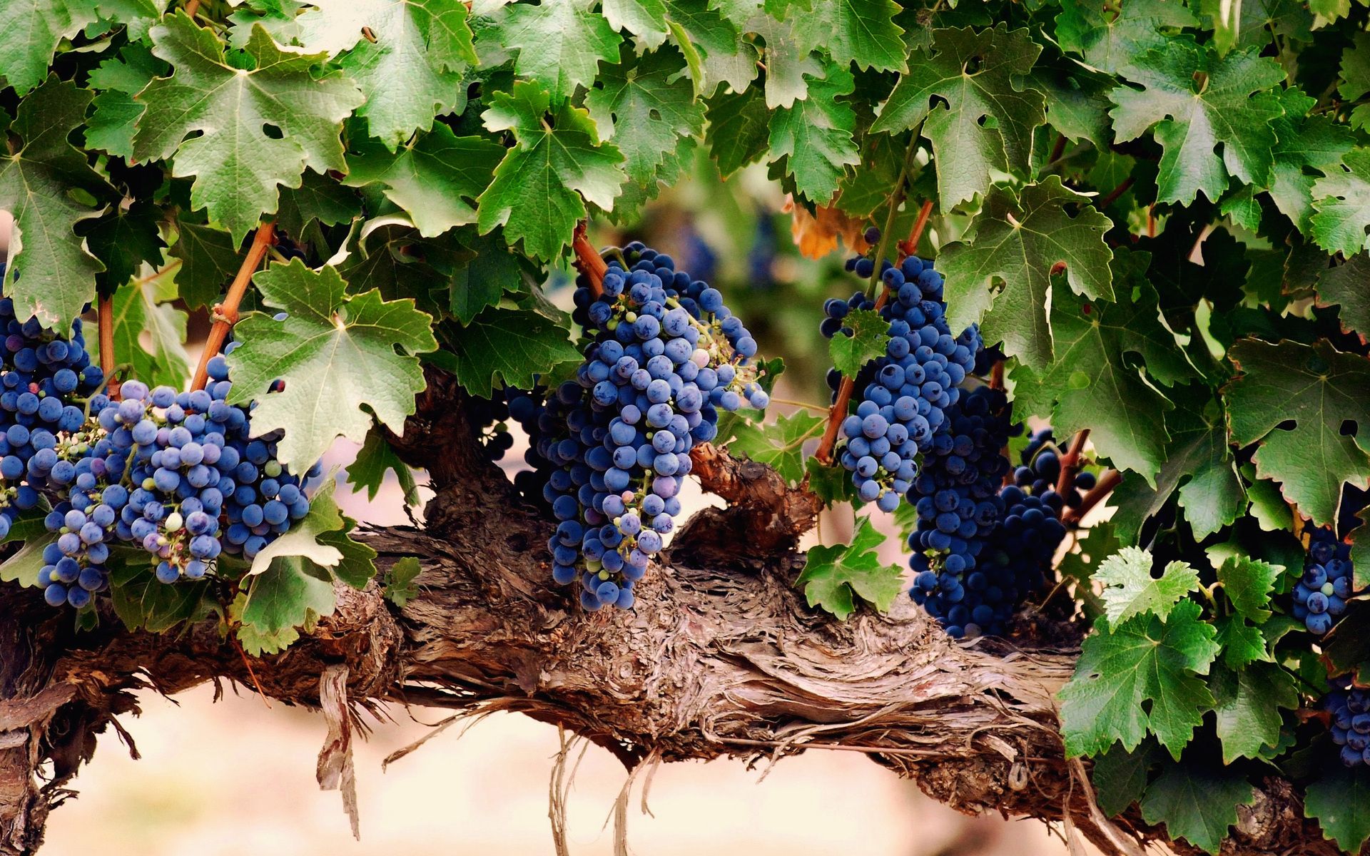 Grappolo di uva nera, 1400x1400 HD, Desktop