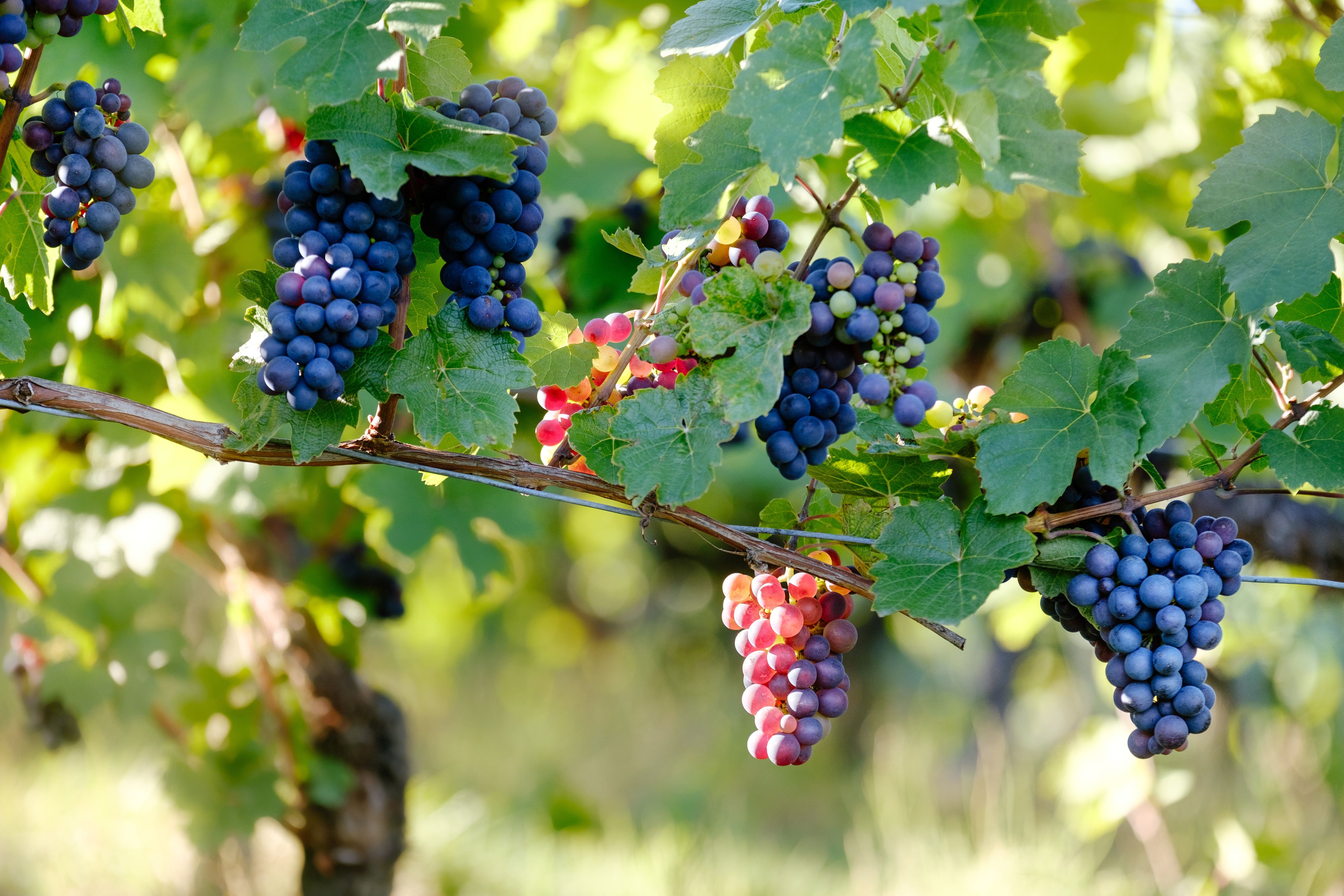 Grappoli d'uva su vite, 1920x1200 Full HD+ WUXGA, PC