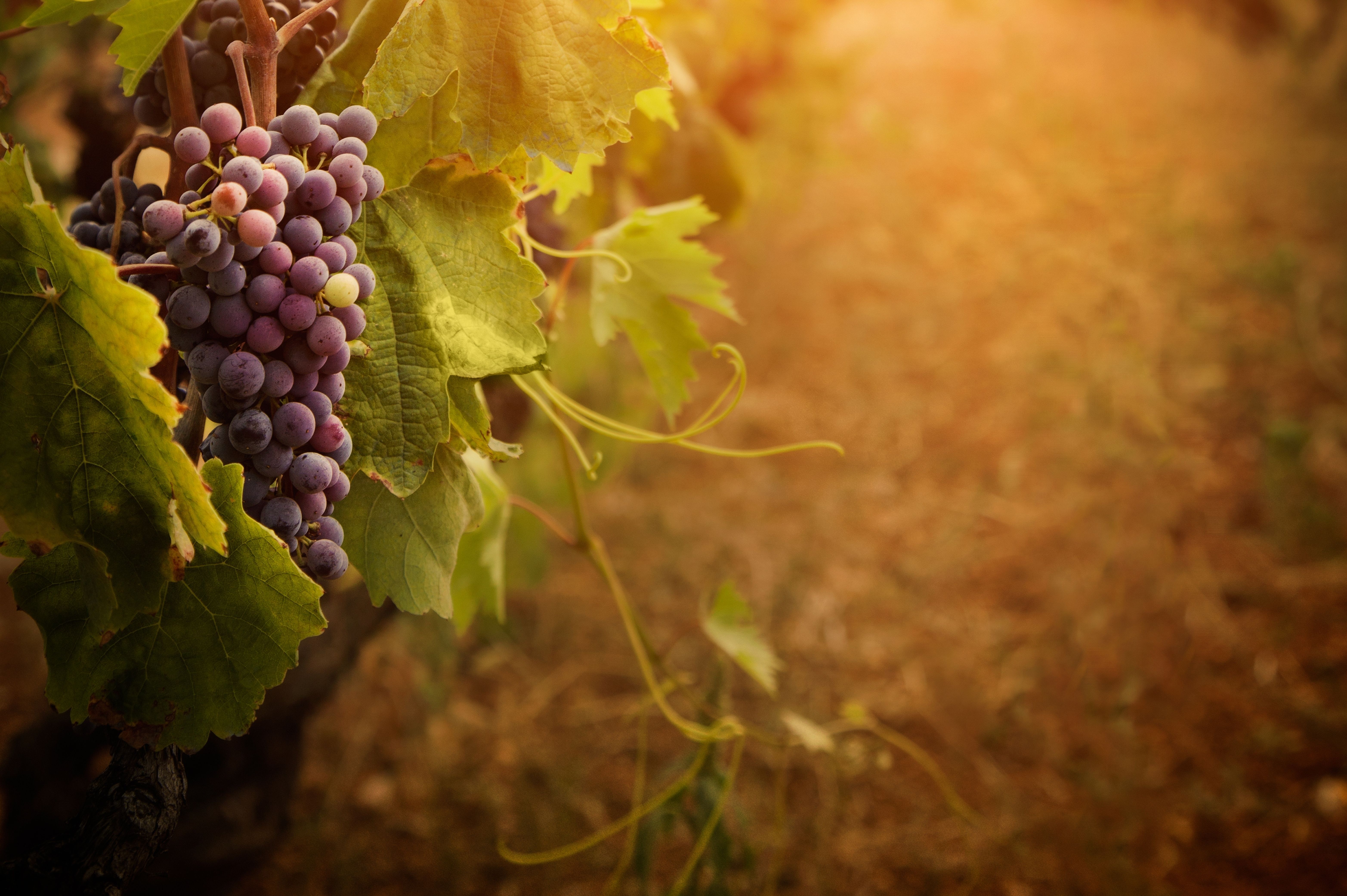 grappolo uva nera vigneto, 4672x3104 4K, Desktop 4K