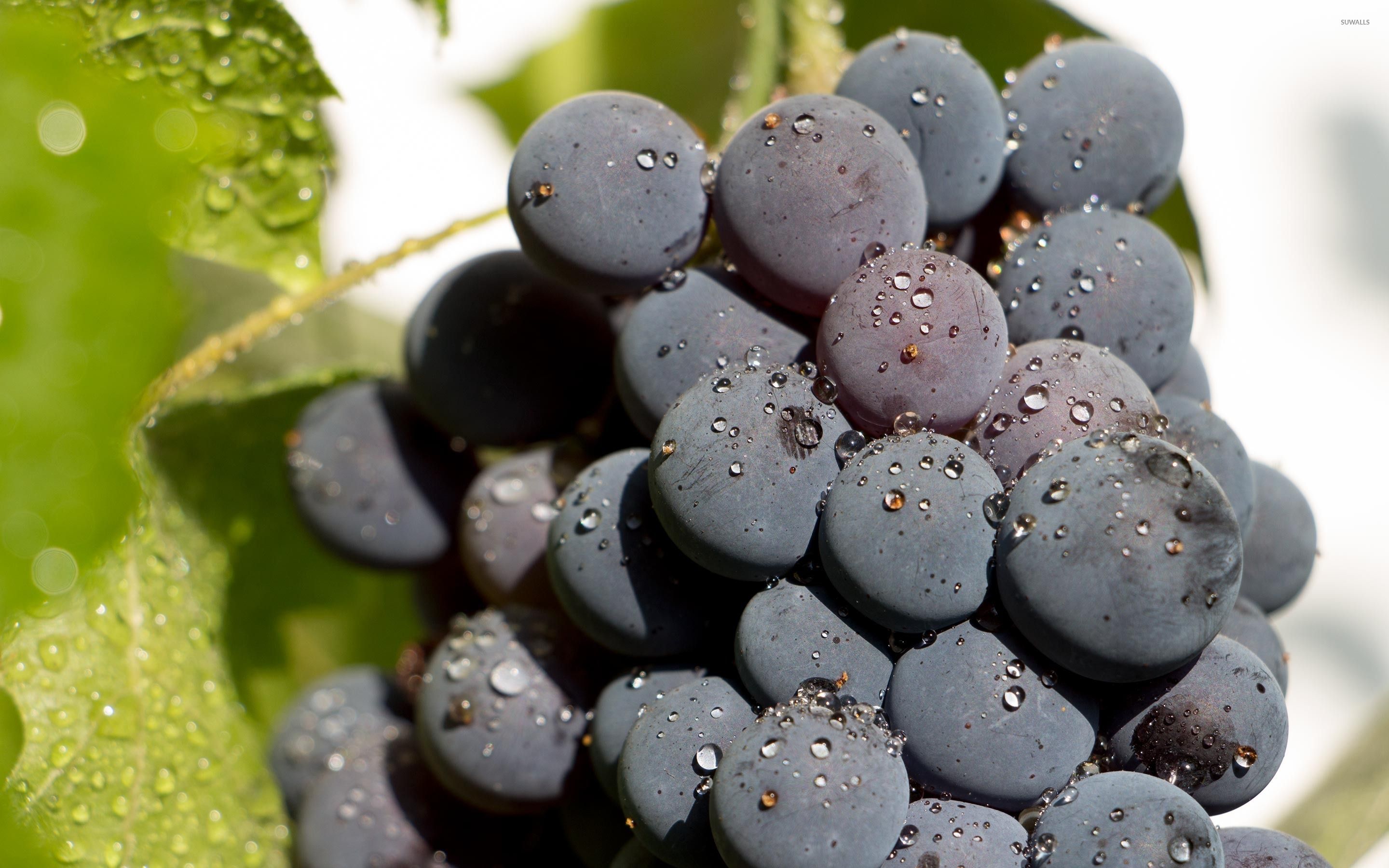 Grappoli d'uva nera su vite, 2560x1600 2K, Desktop