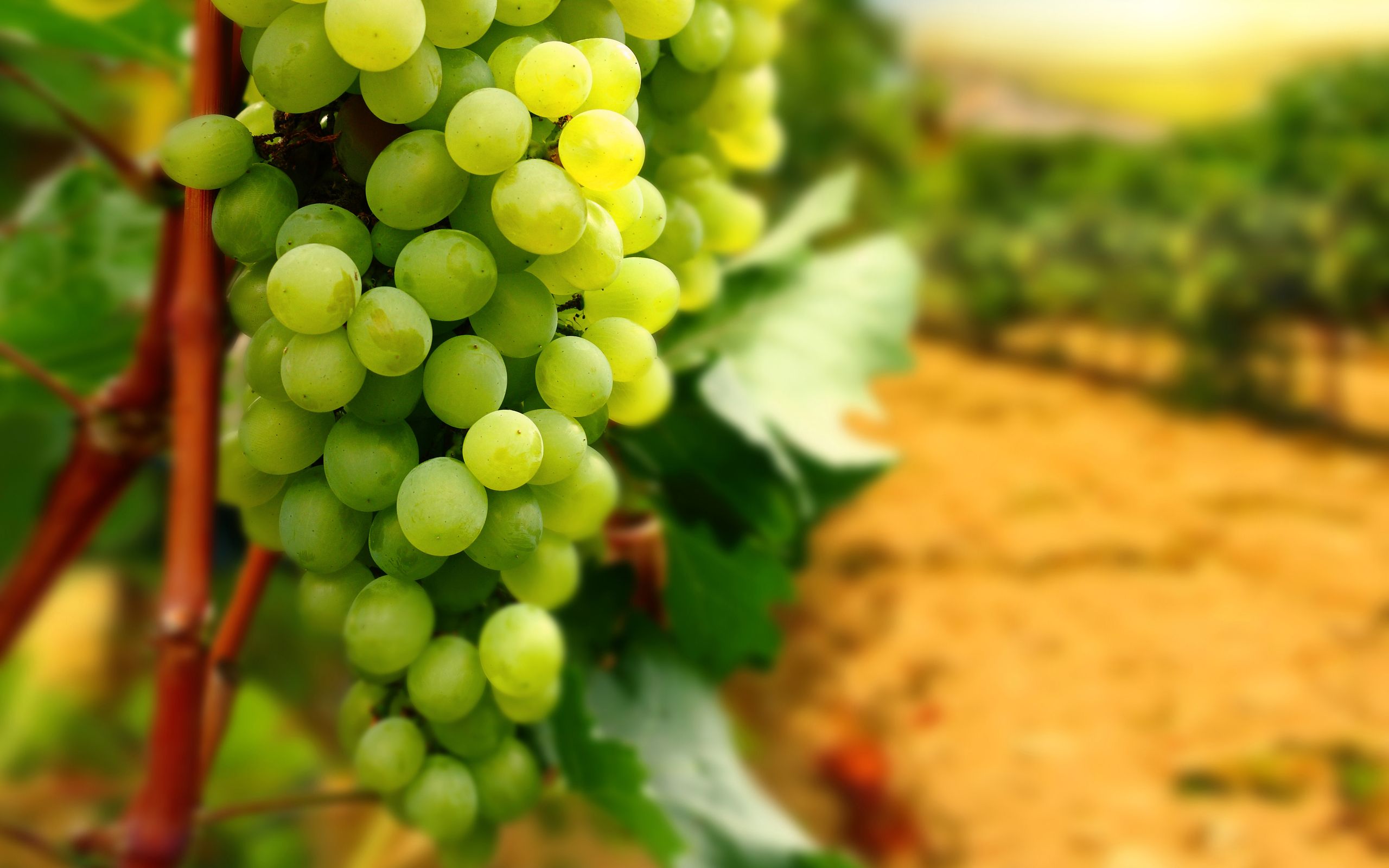 Grappolo d'uva nera, 1920x1080 Full HD 1080p, Laptop