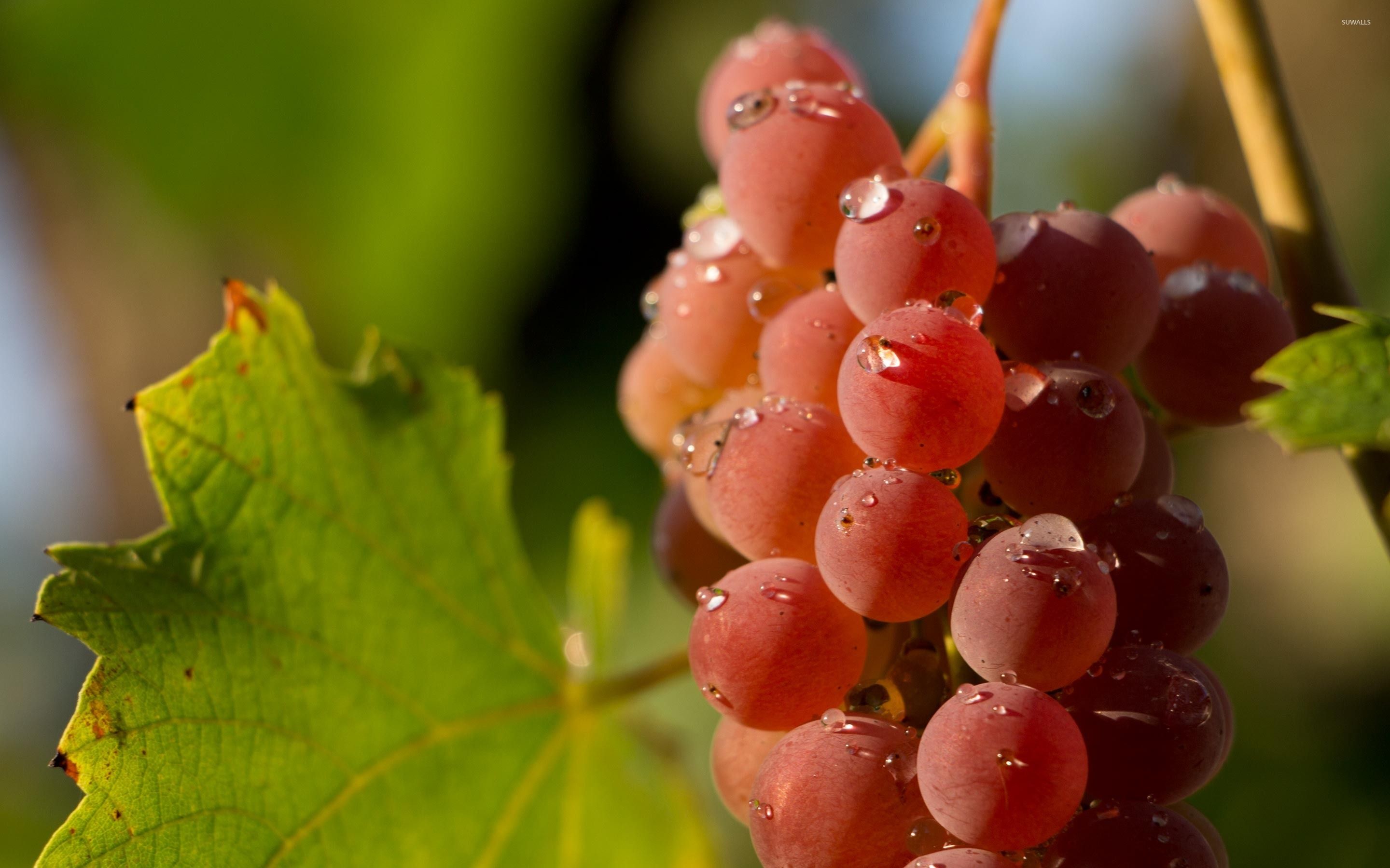 Grappoli di uva nera, 2048x1360 Hi-Res, PC