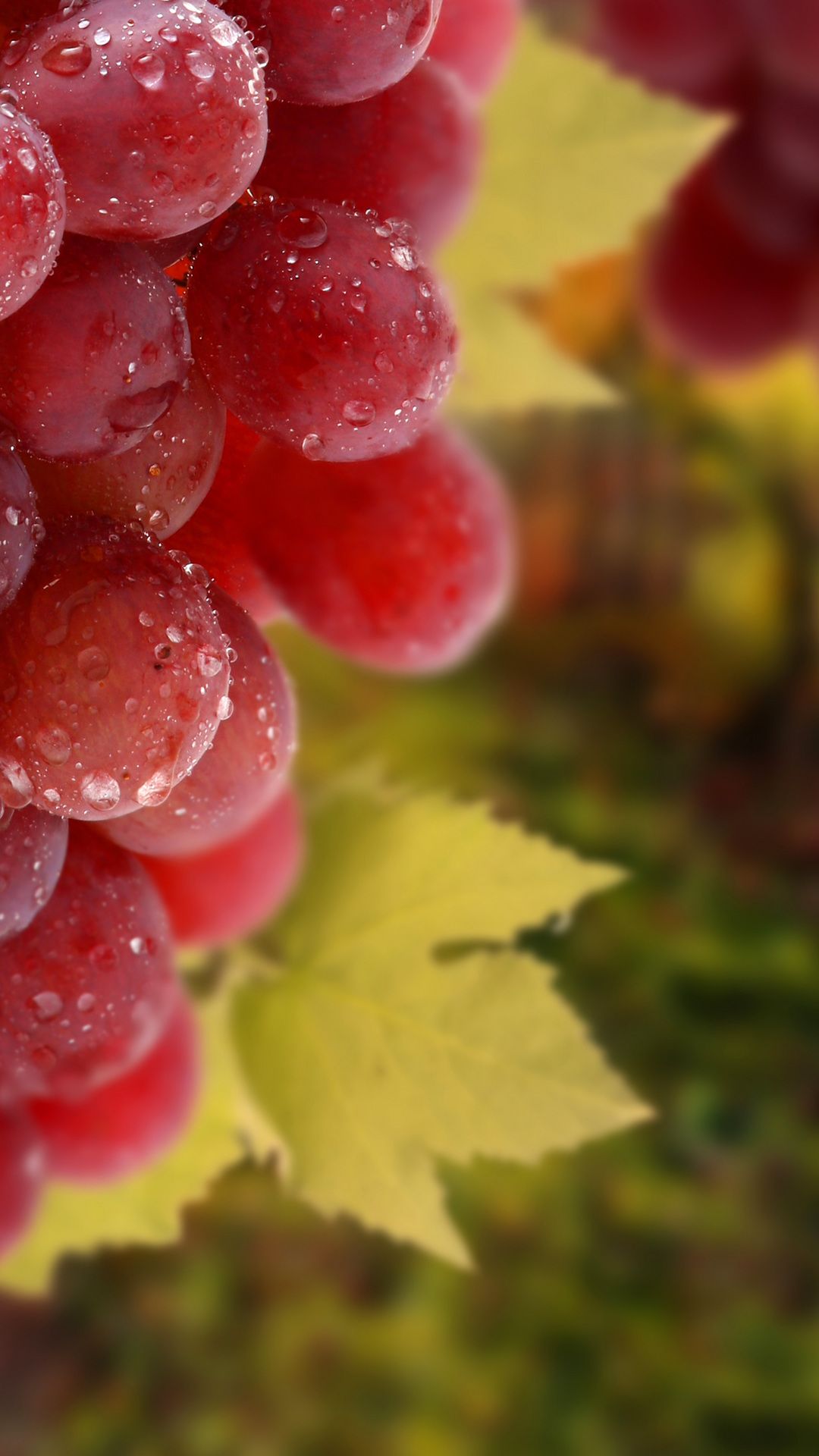 Grappolo d'uva rossa con gocce d'acqua, 2880x1800 2K, Desktop