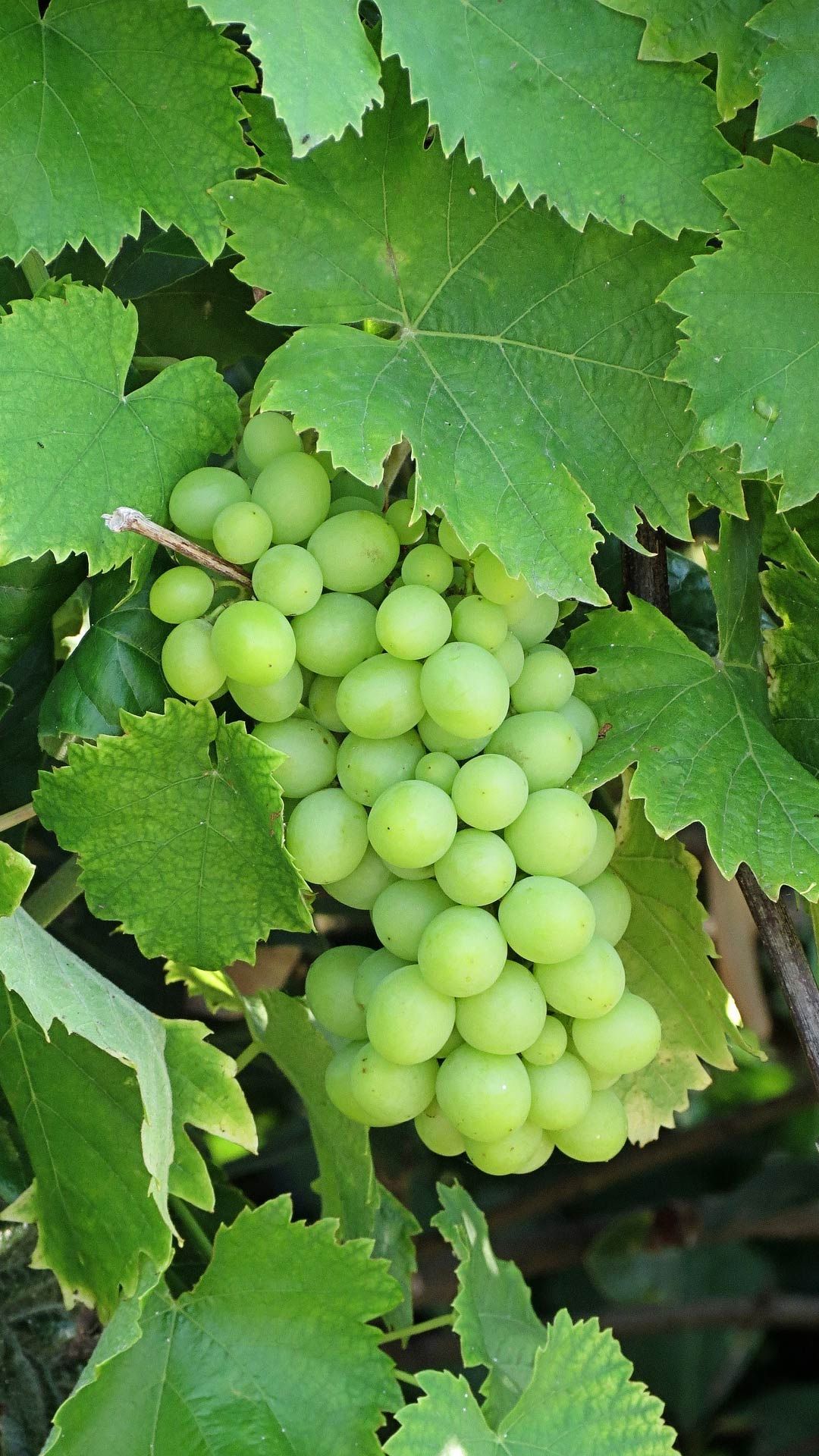 Grappoli d'uva colorati sulla vite, 1024x768 HD, Desktop