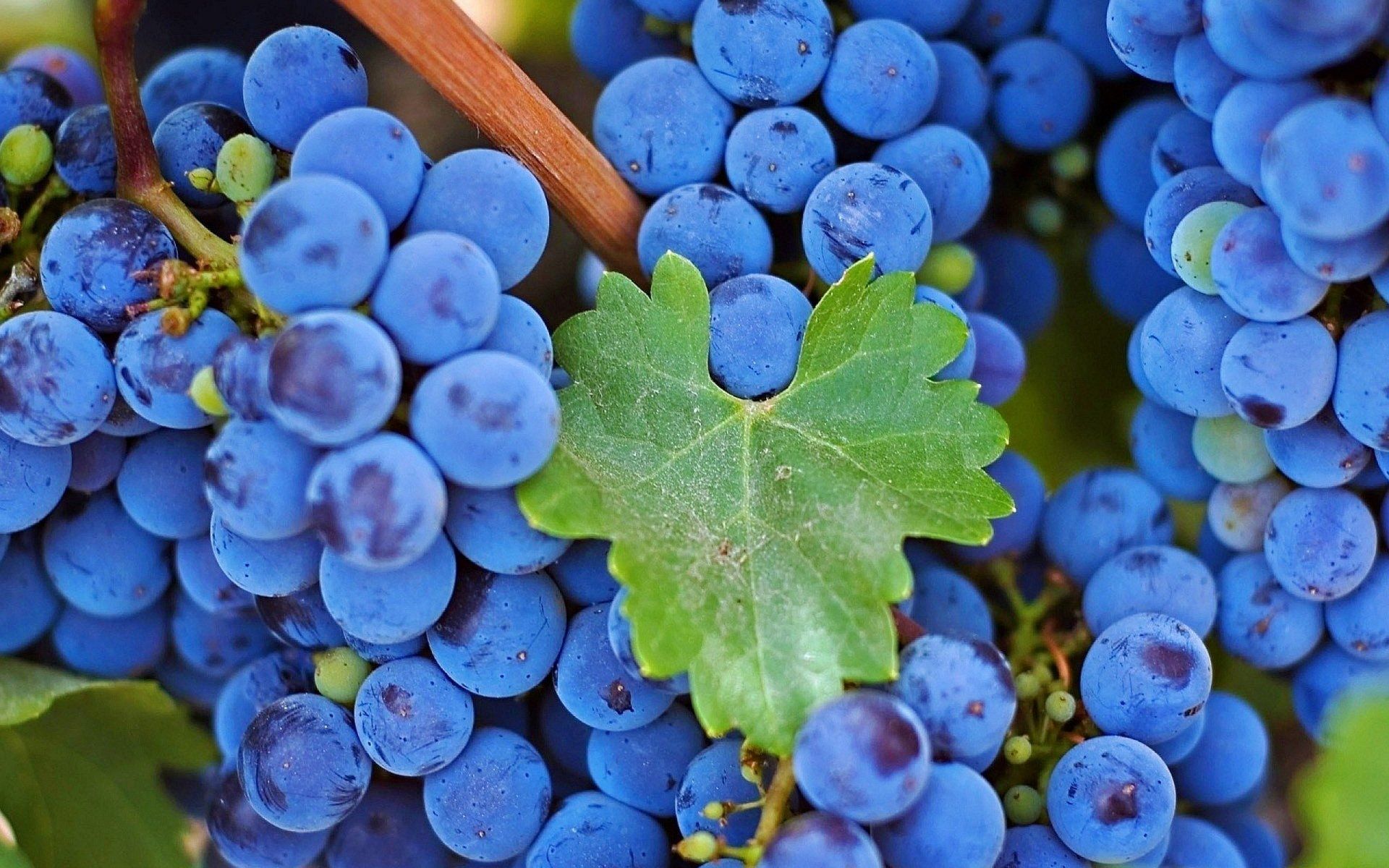 Grappoli d'uva multicolore, 1680x1050 HD Ready, PC